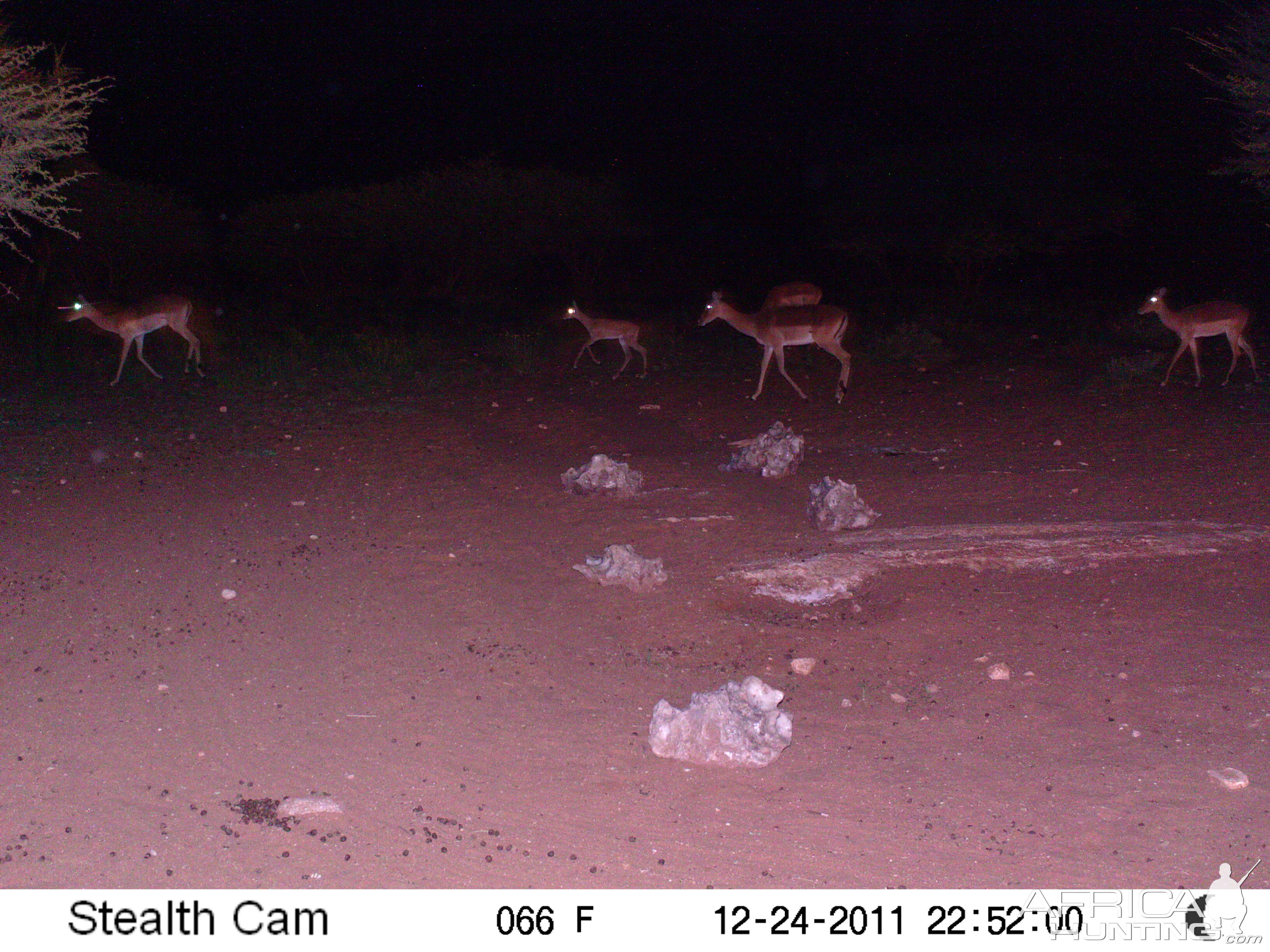 Trail Camera Namibia