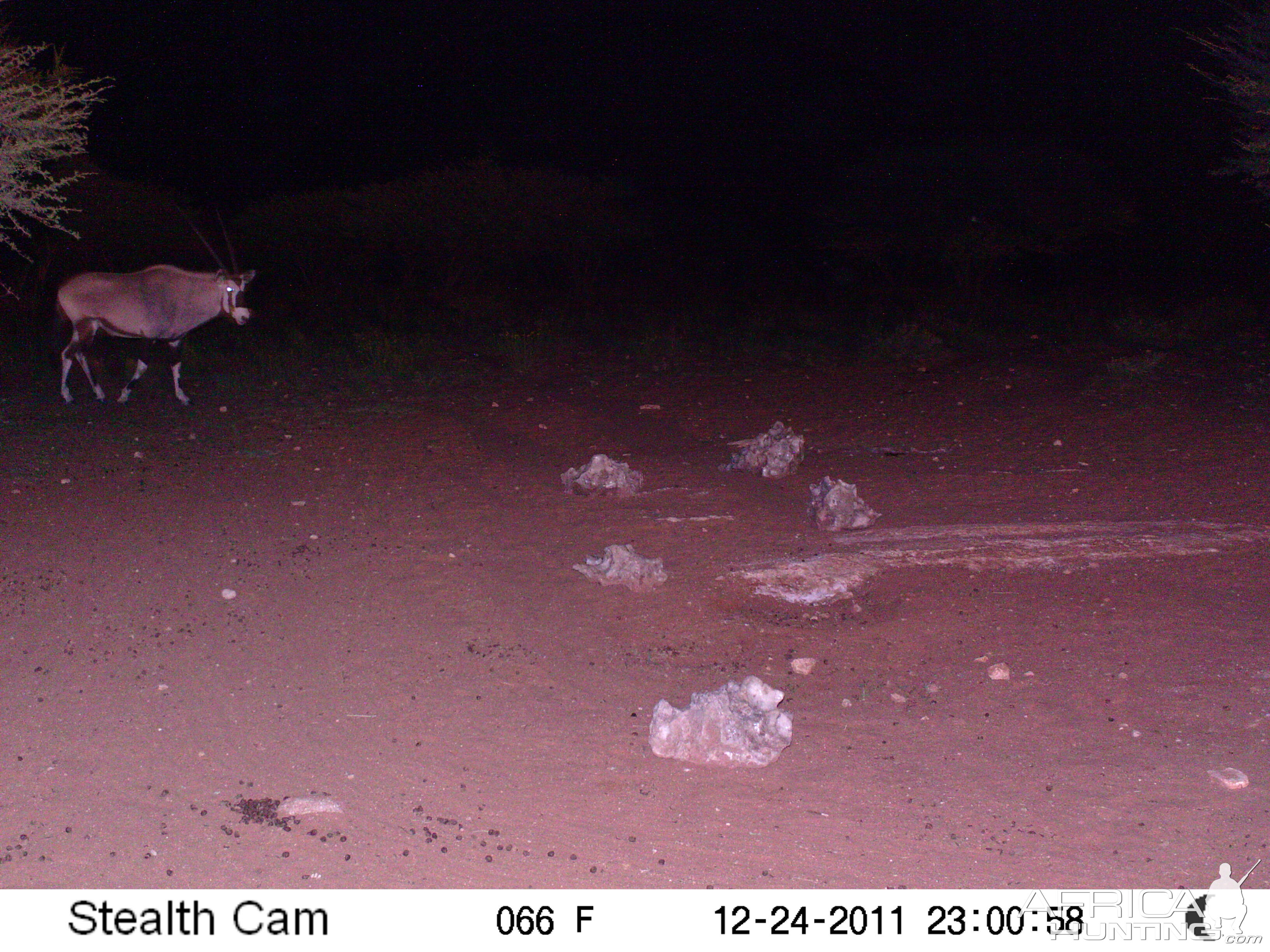 Trail Camera Namibia