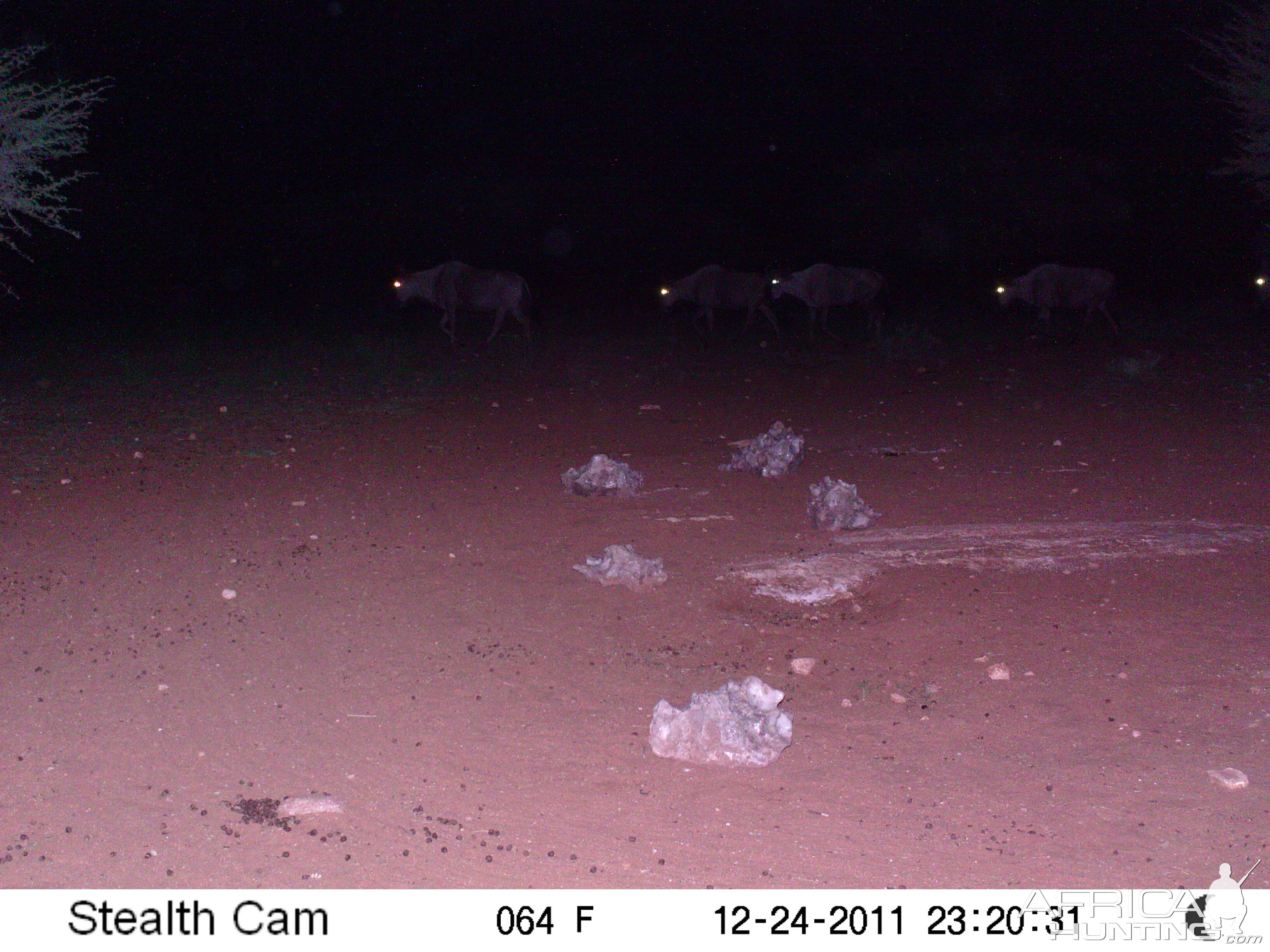 Trail Camera Namibia