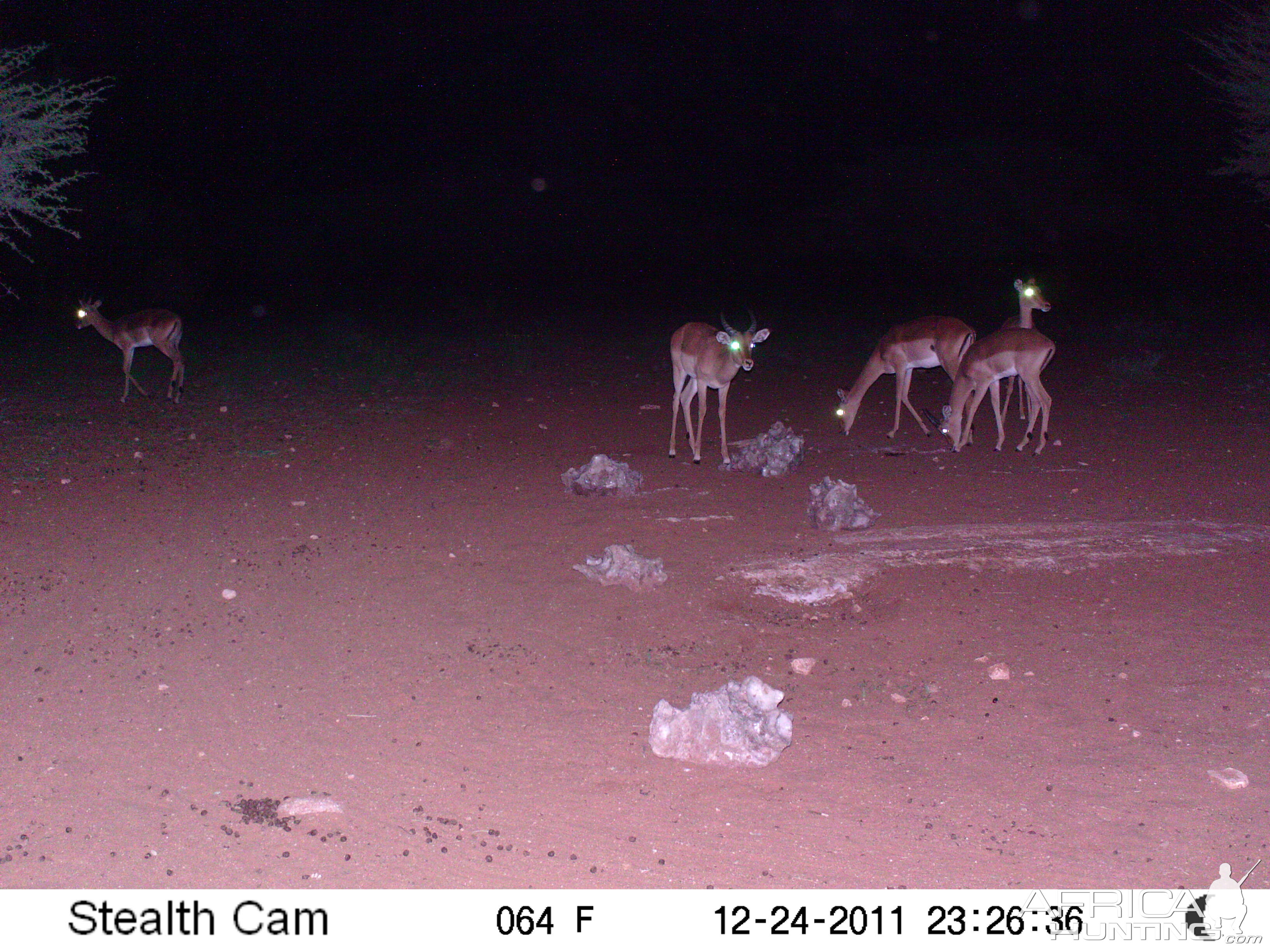 Trail Camera Namibia