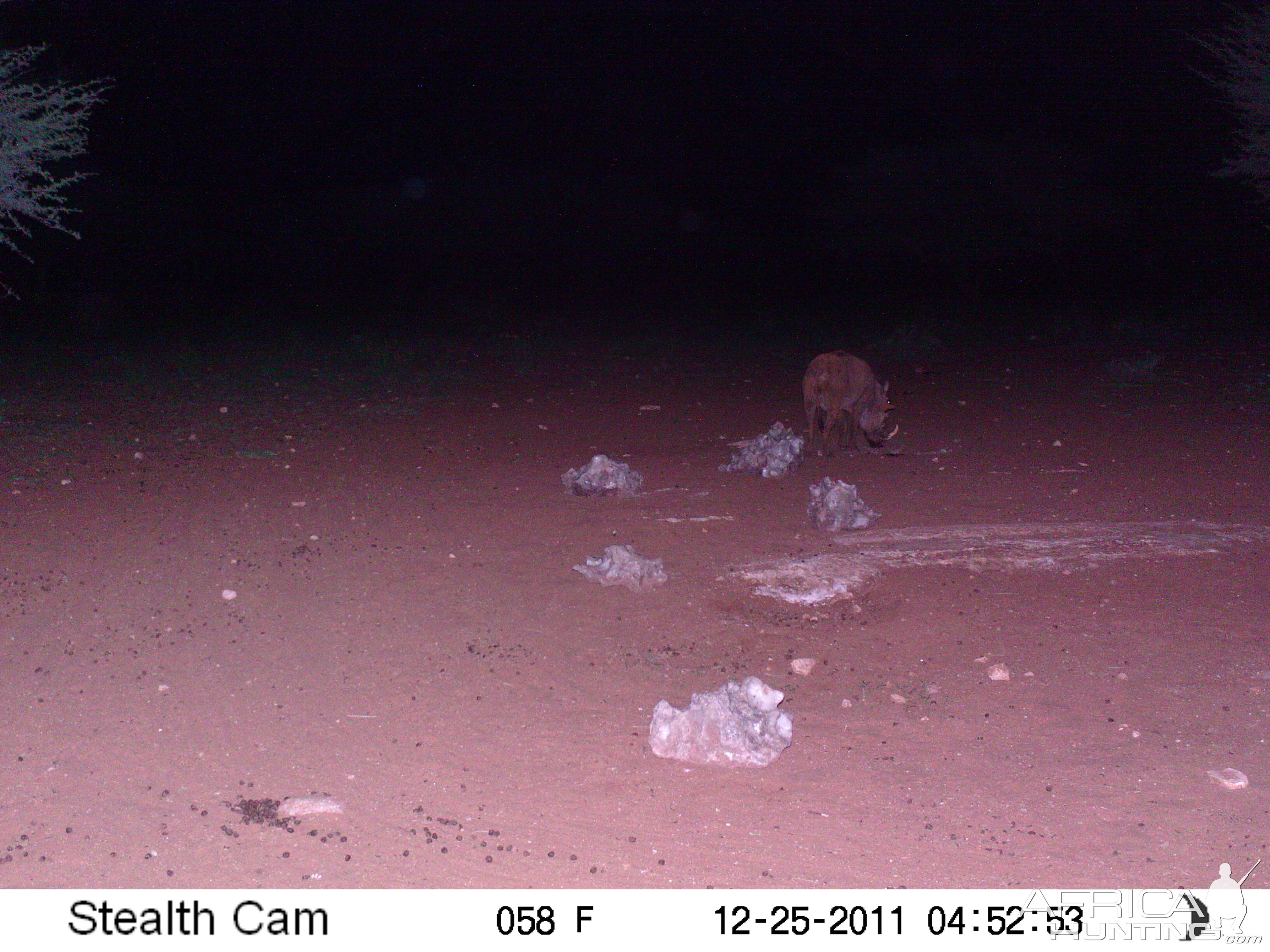 Trail Camera Namibia