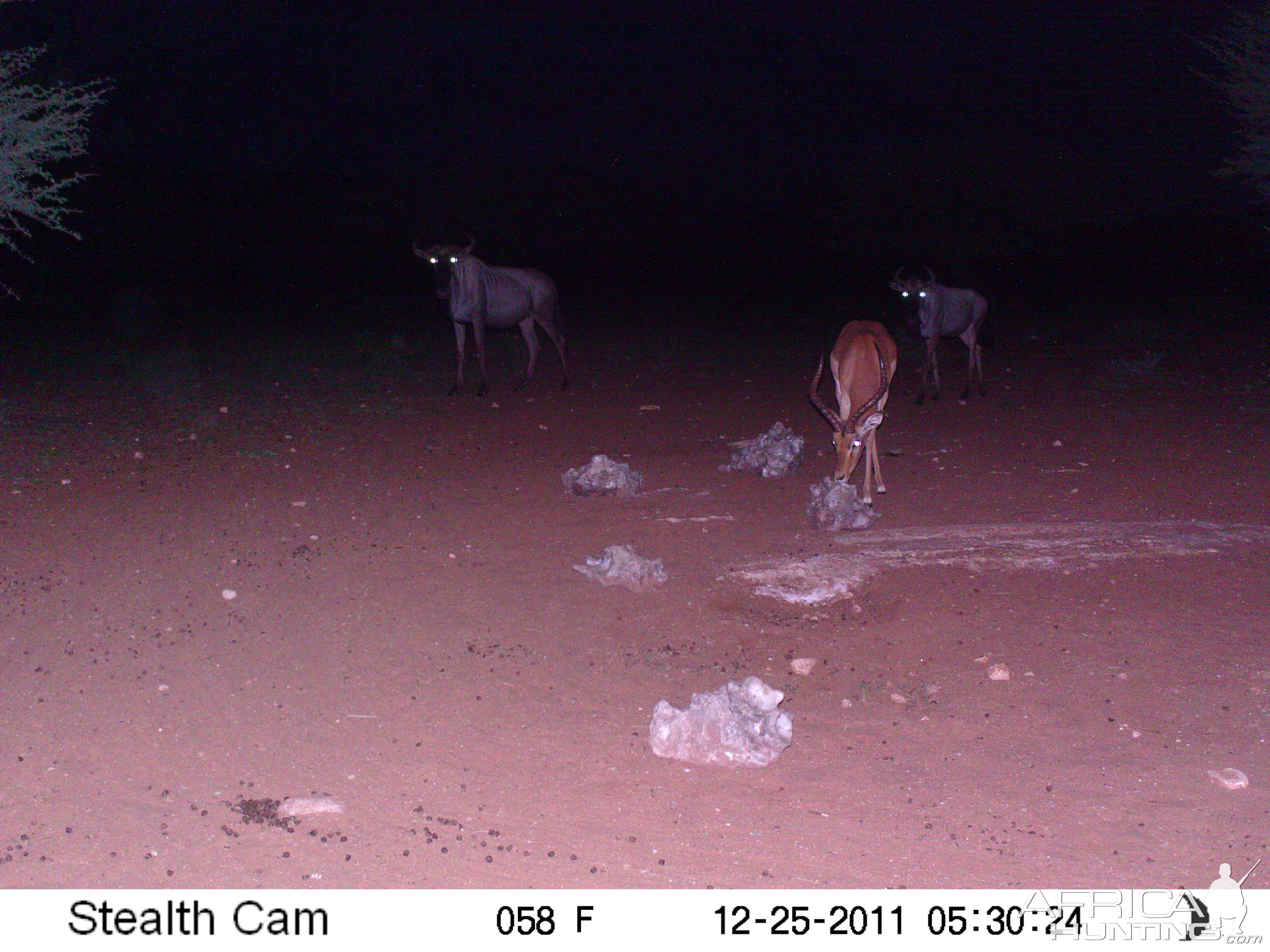 Trail Camera Namibia