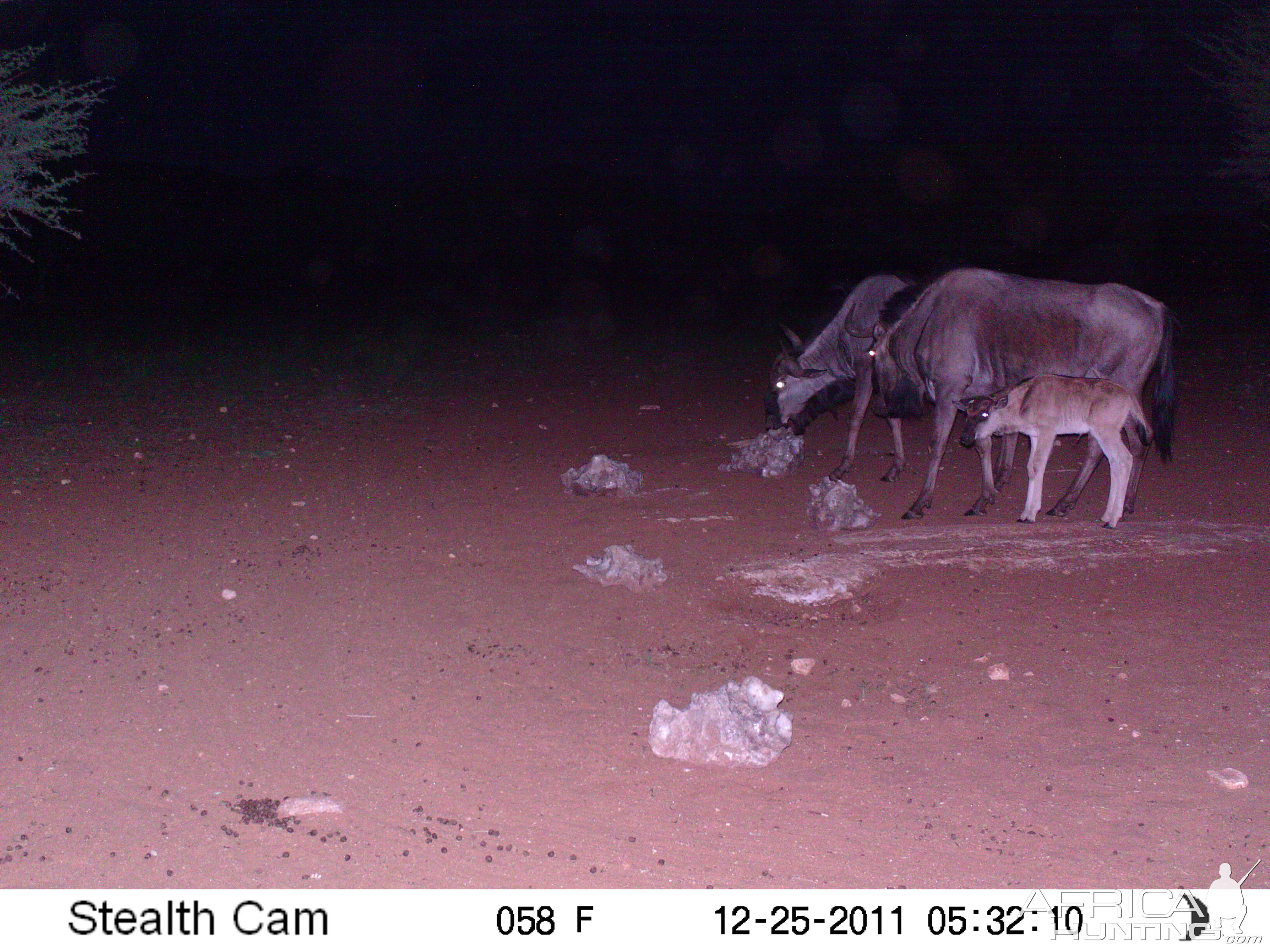 Trail Camera Namibia