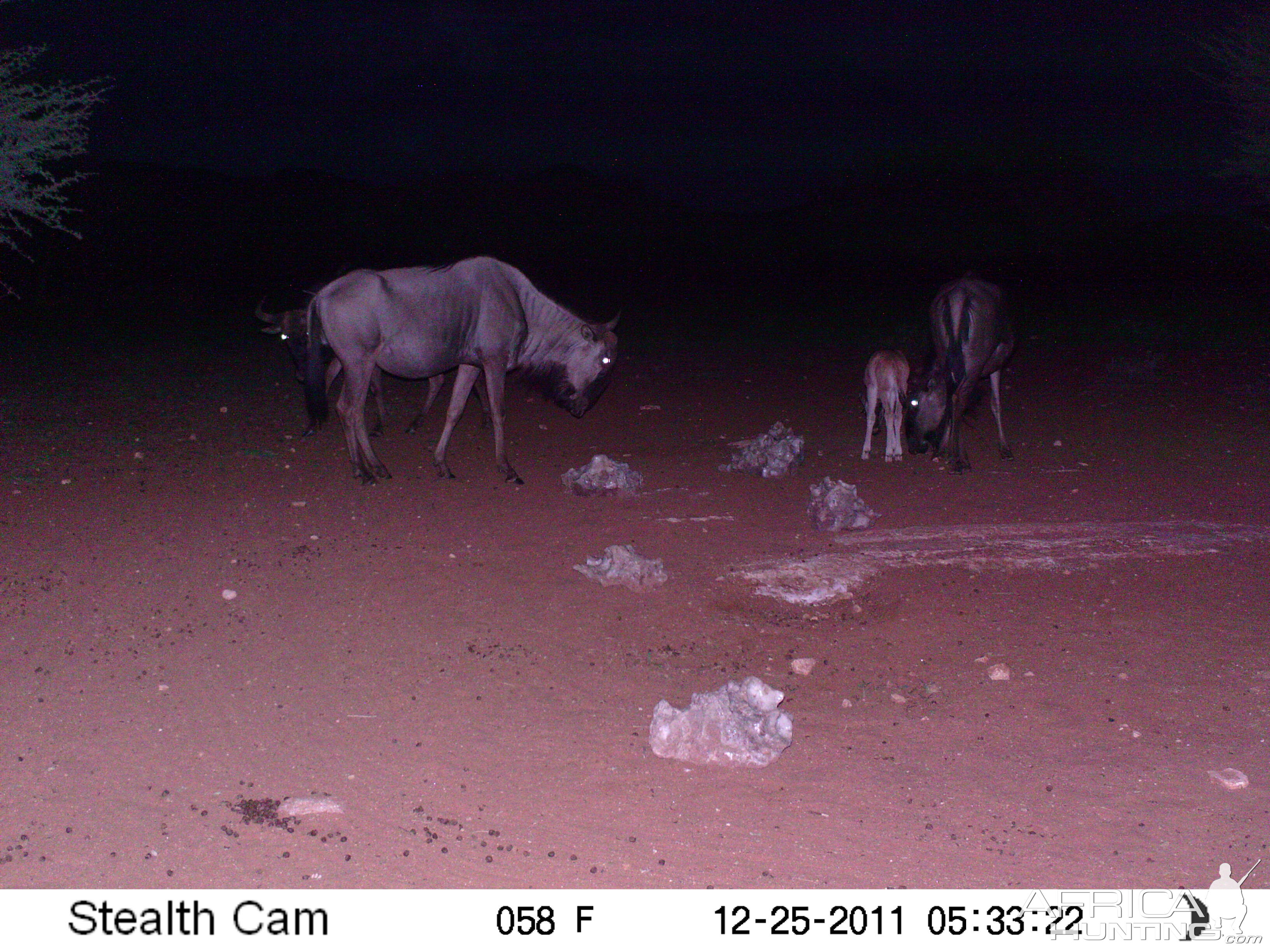 Trail Camera Namibia