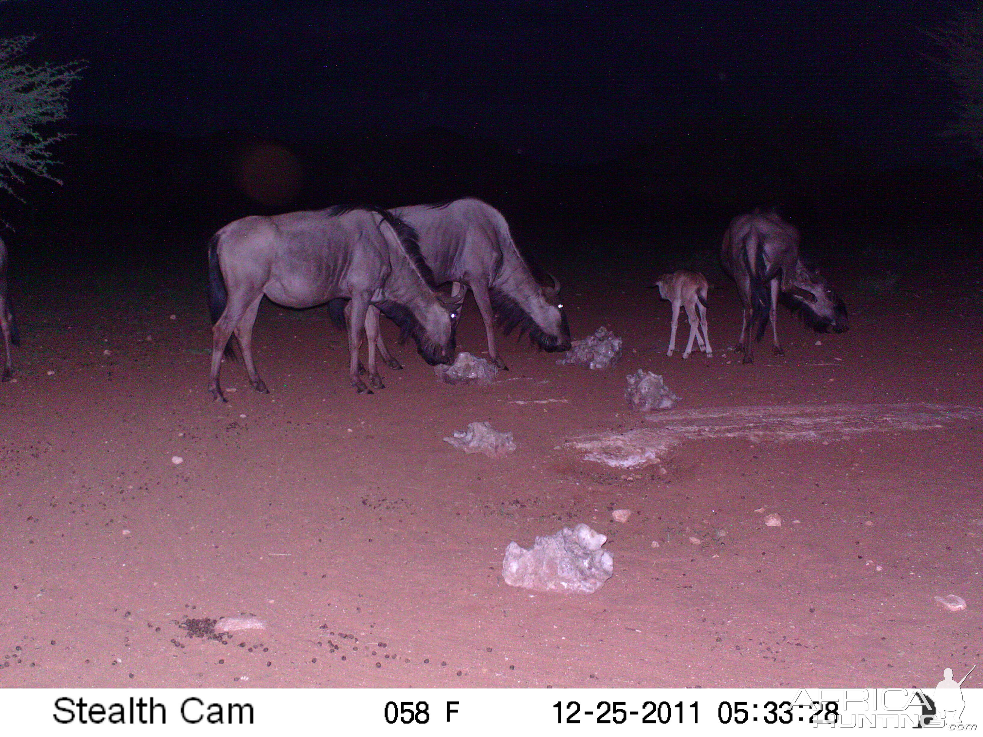 Trail Camera Namibia