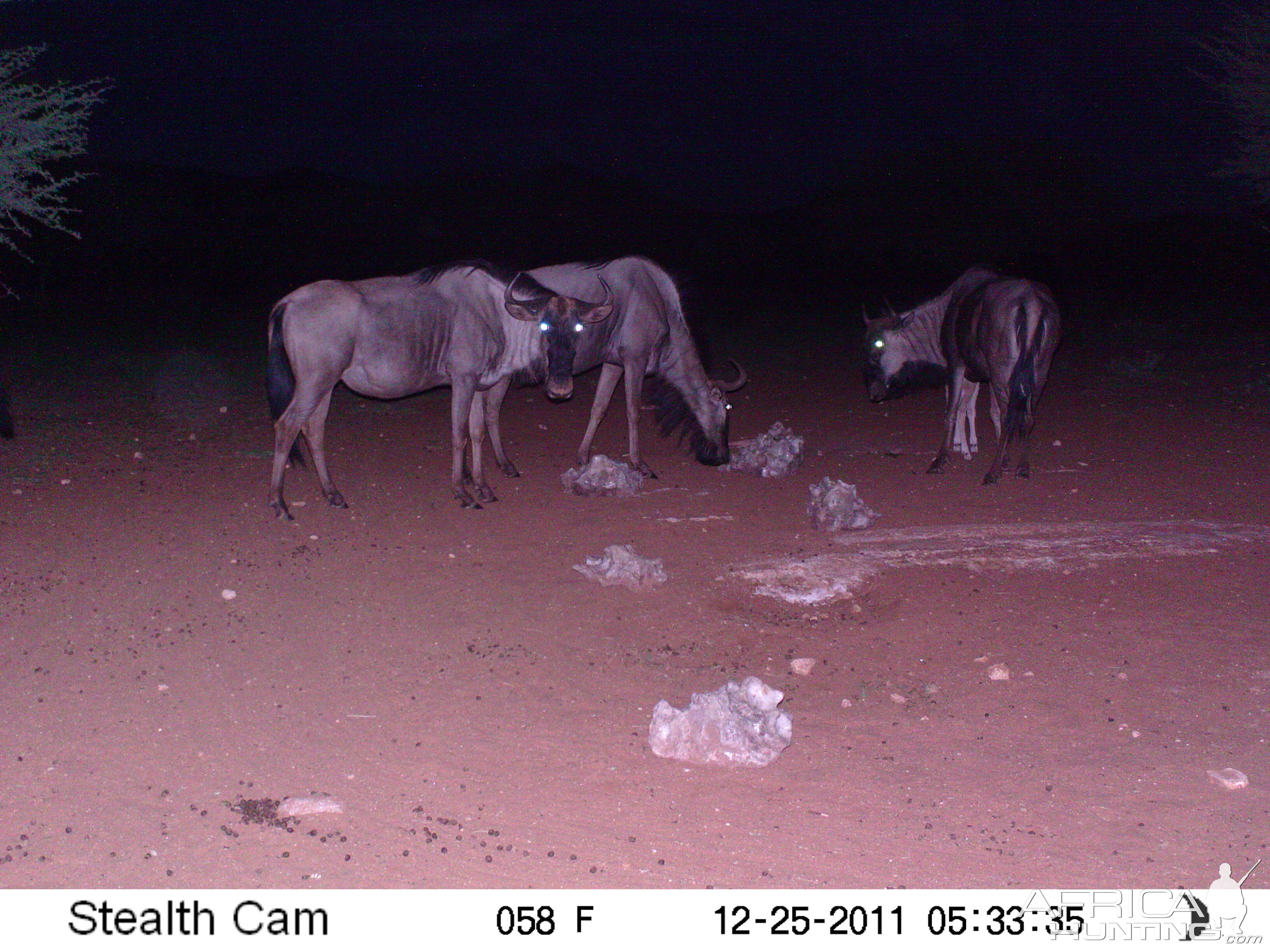 Trail Camera Namibia