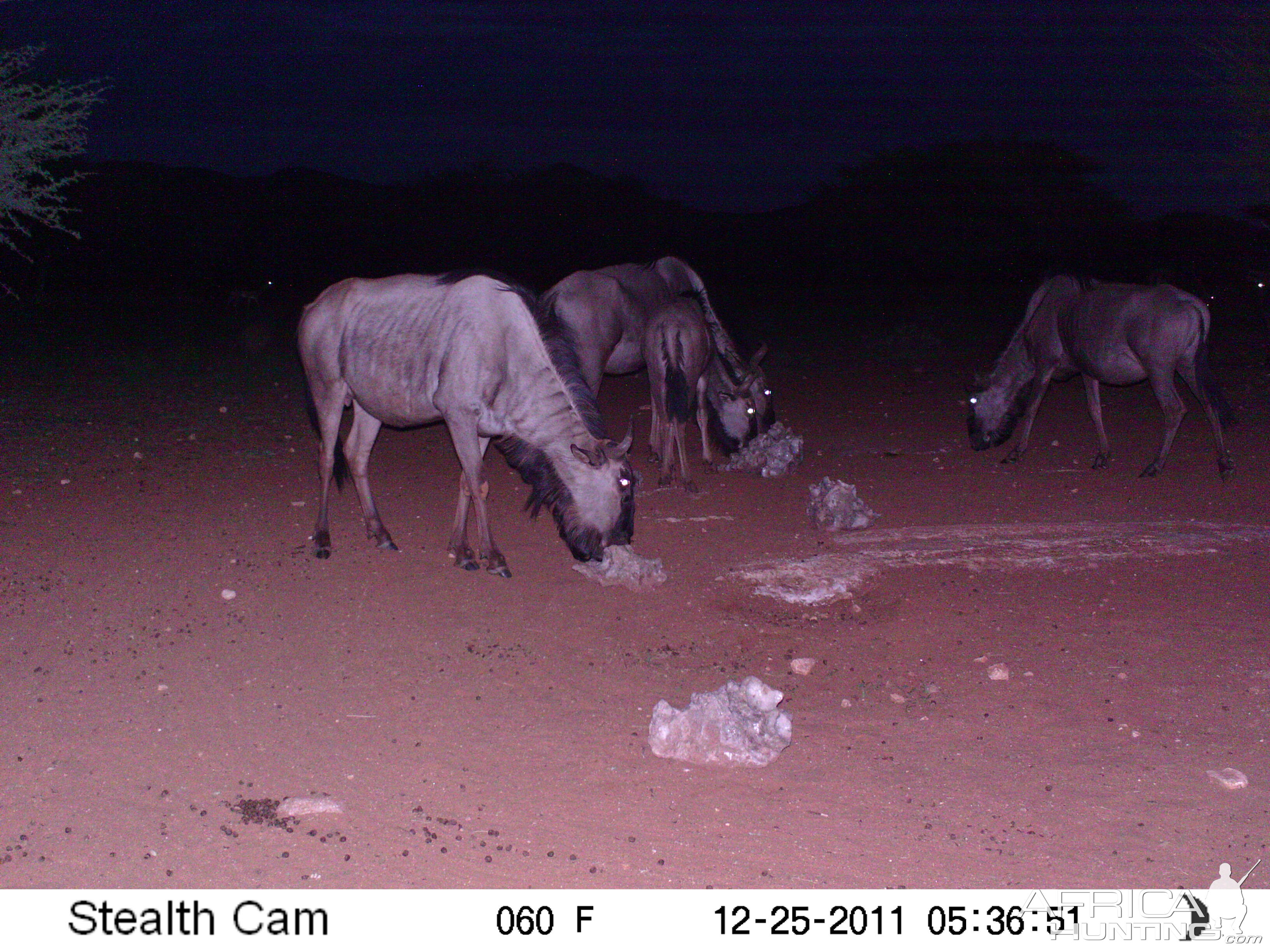 Trail Camera Namibia