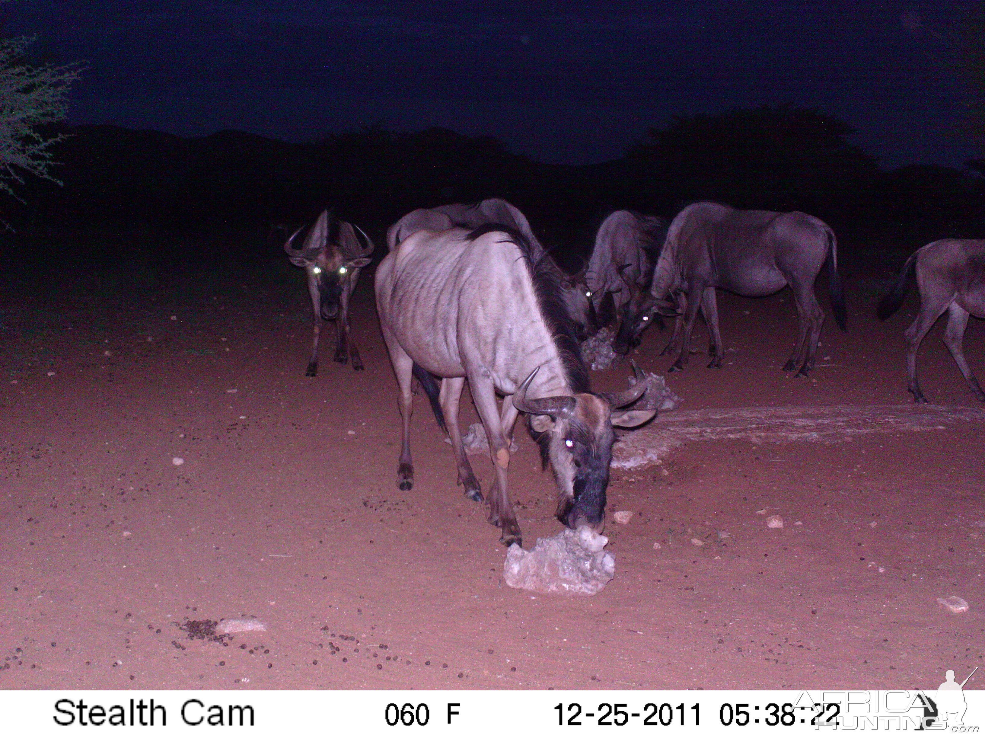 Trail Camera Namibia