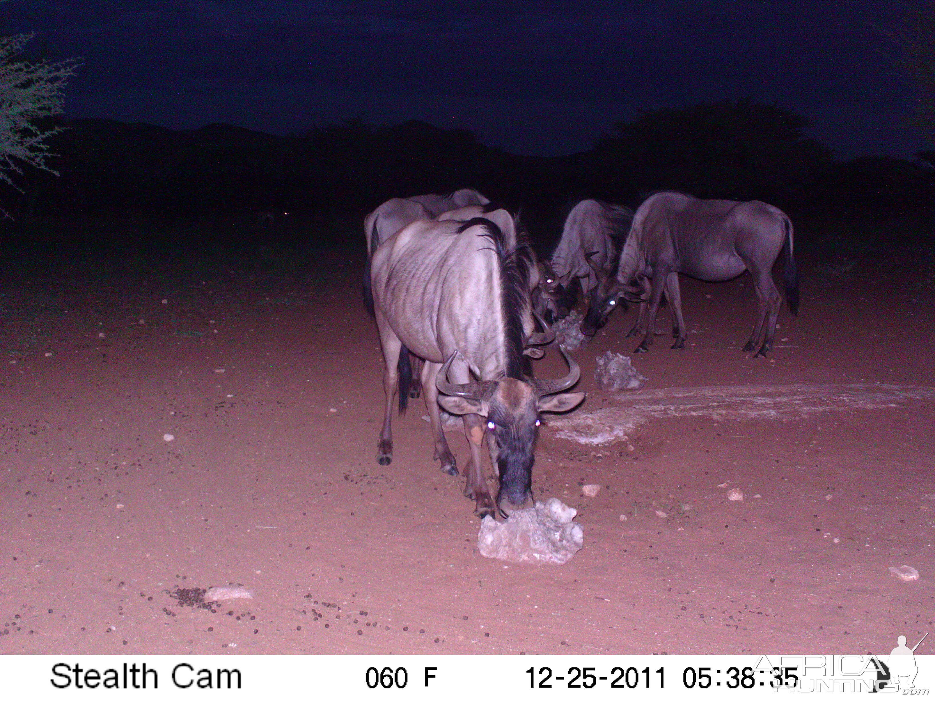 Trail Camera Namibia