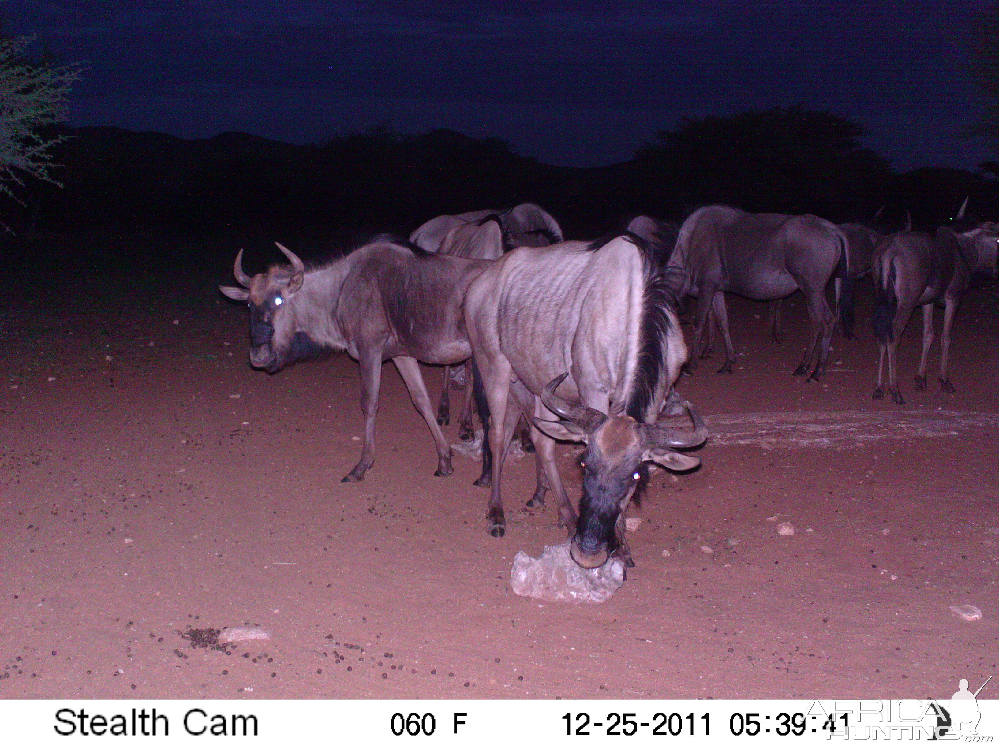 Trail Camera Namibia