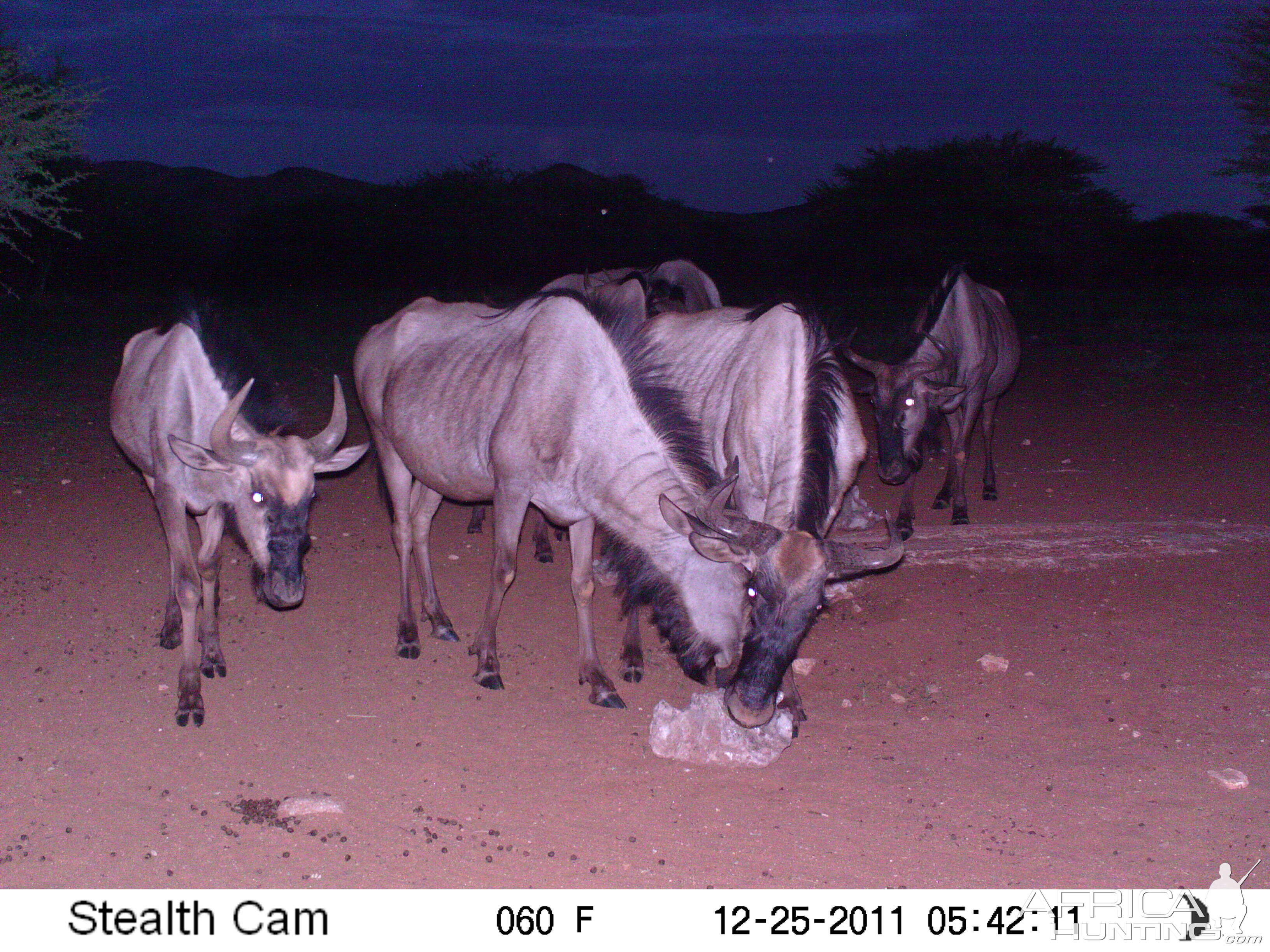 Trail Camera Namibia