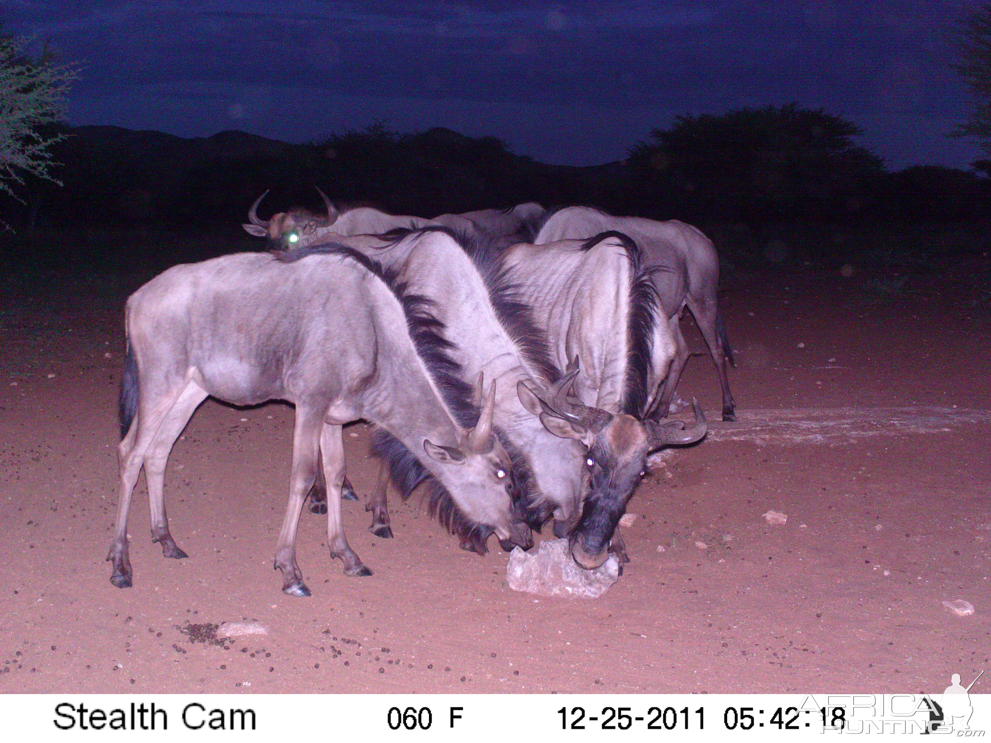 Trail Camera Namibia