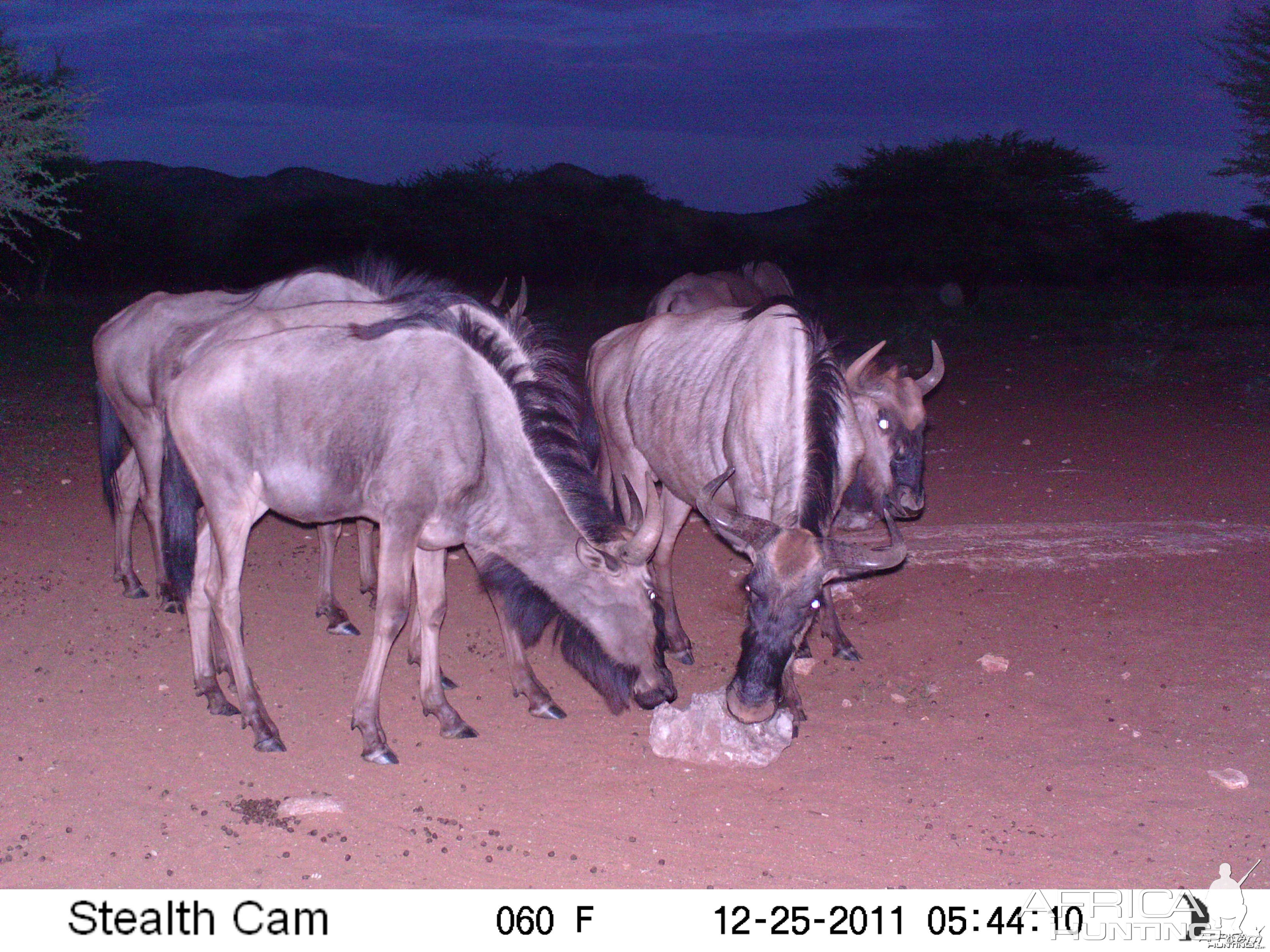 Trail Camera Namibia