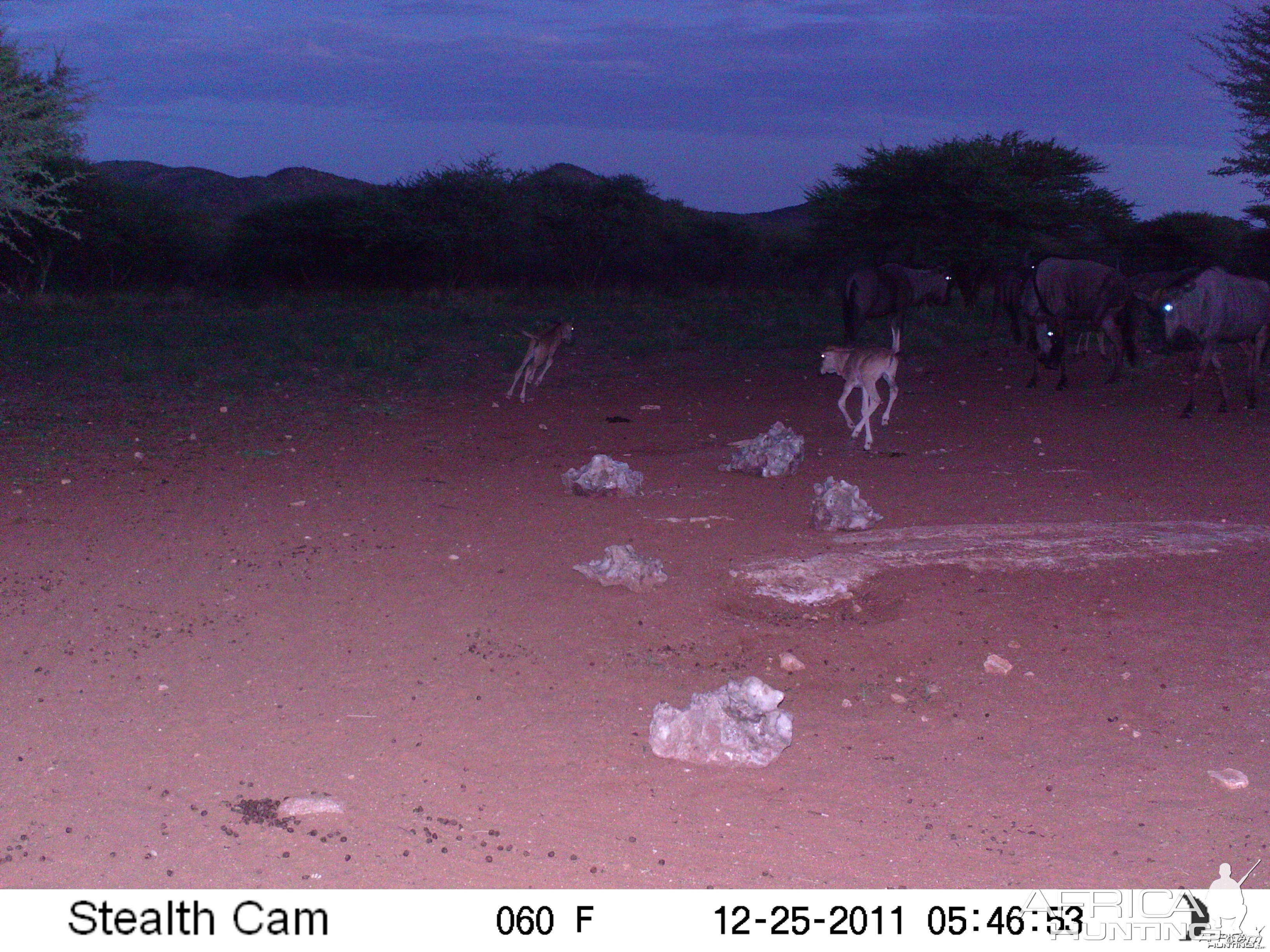 Trail Camera Namibia