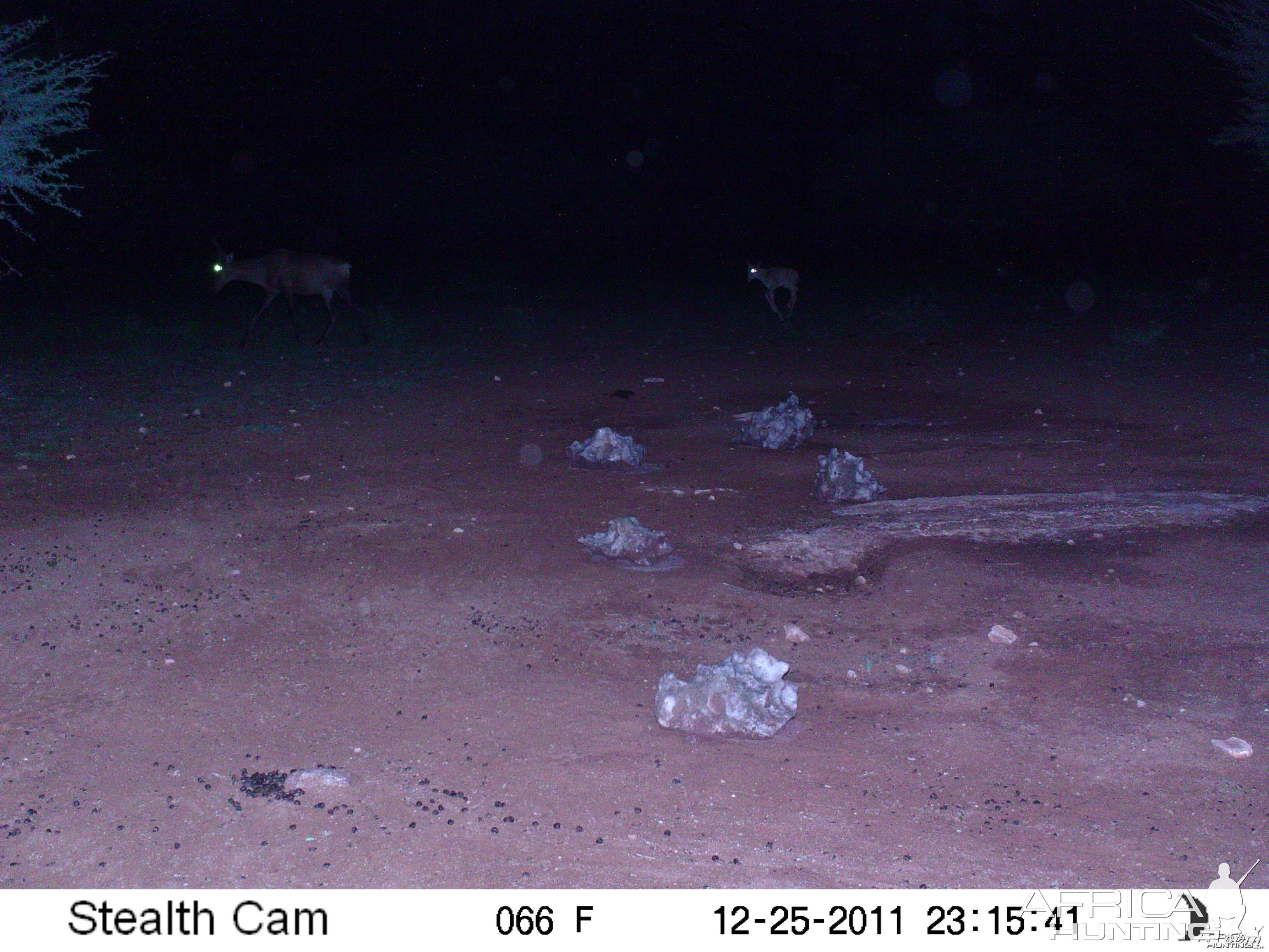 Trail Camera Namibia