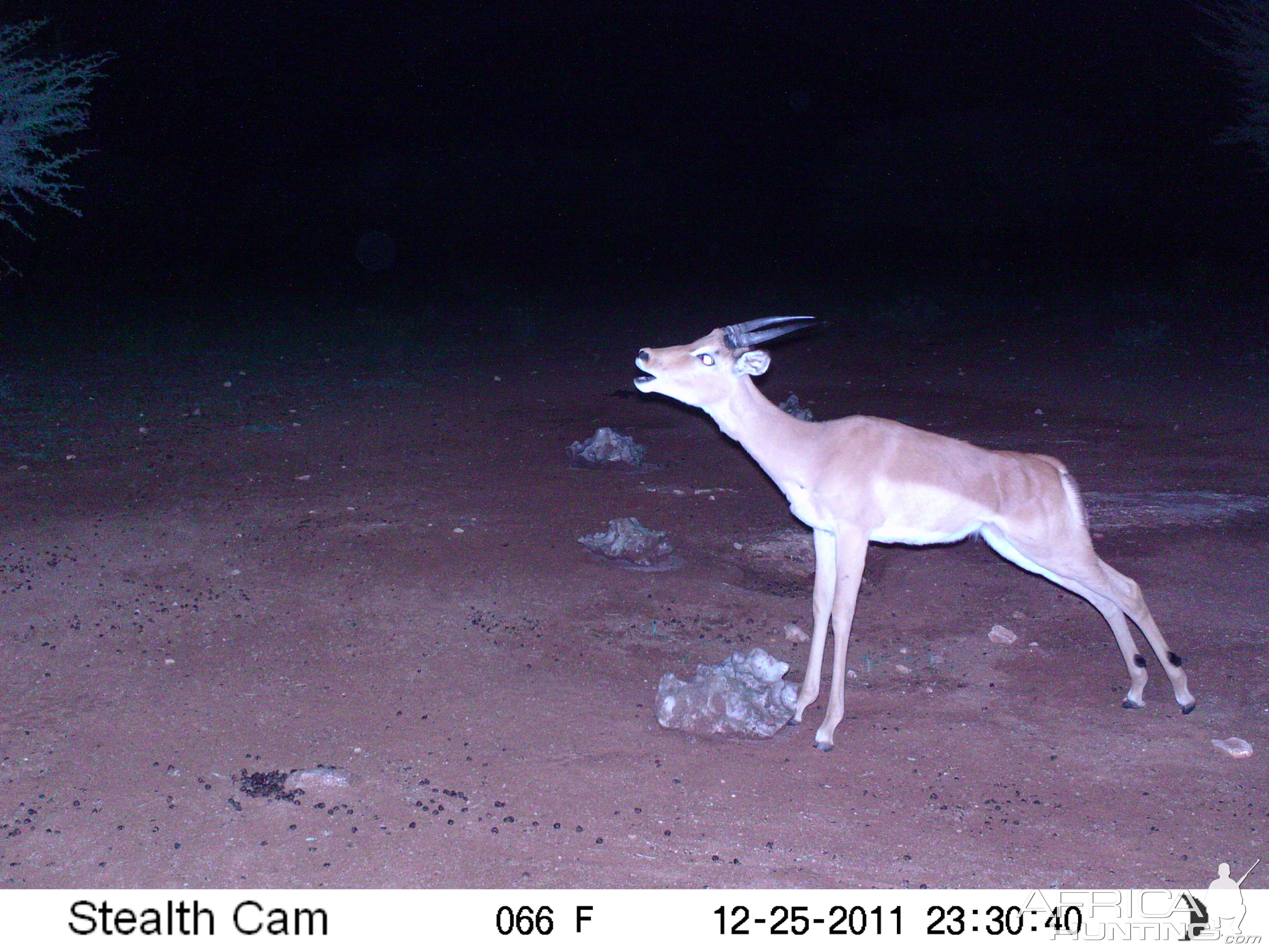 Trail Camera Namibia