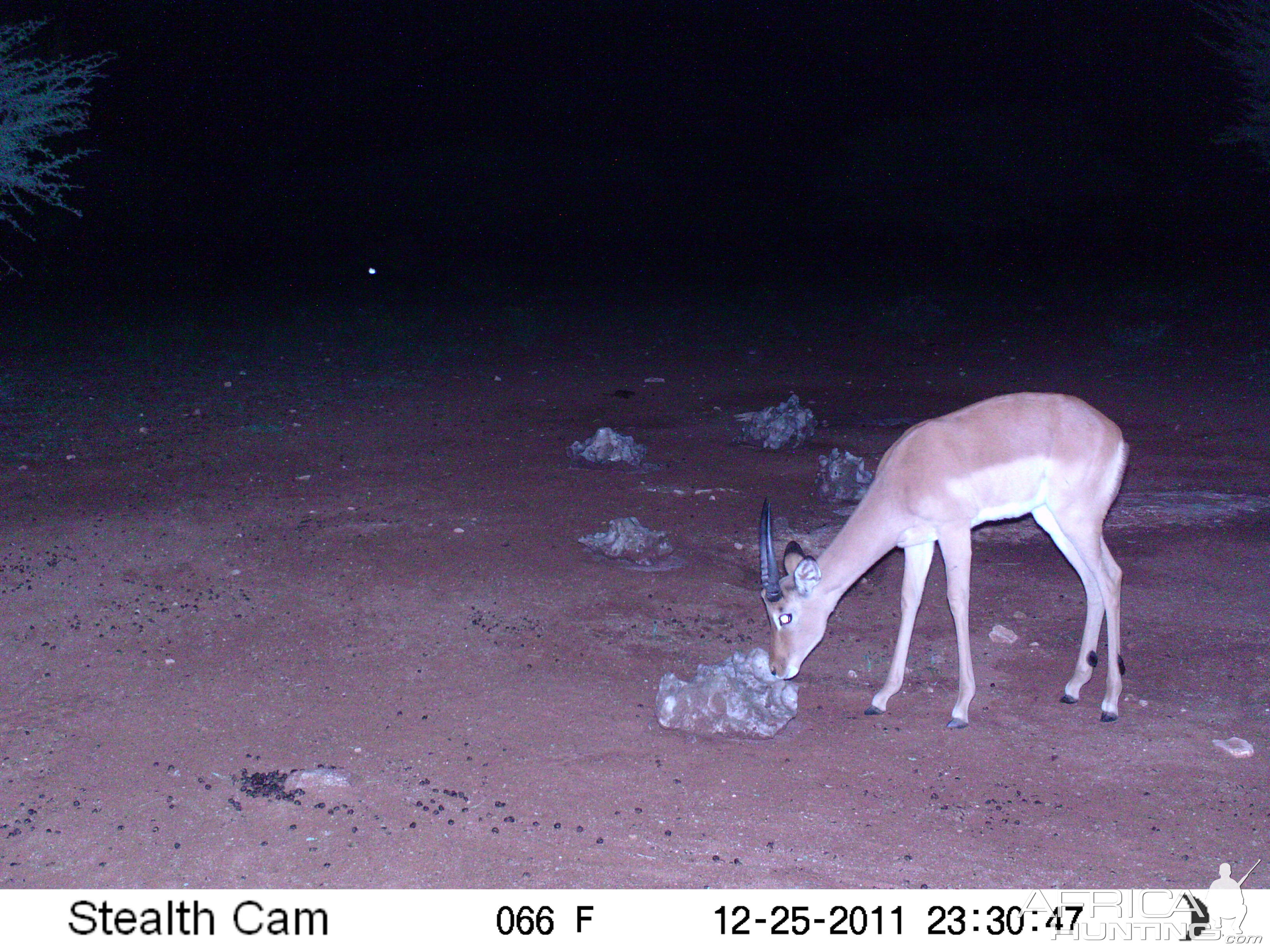 Trail Camera Namibia