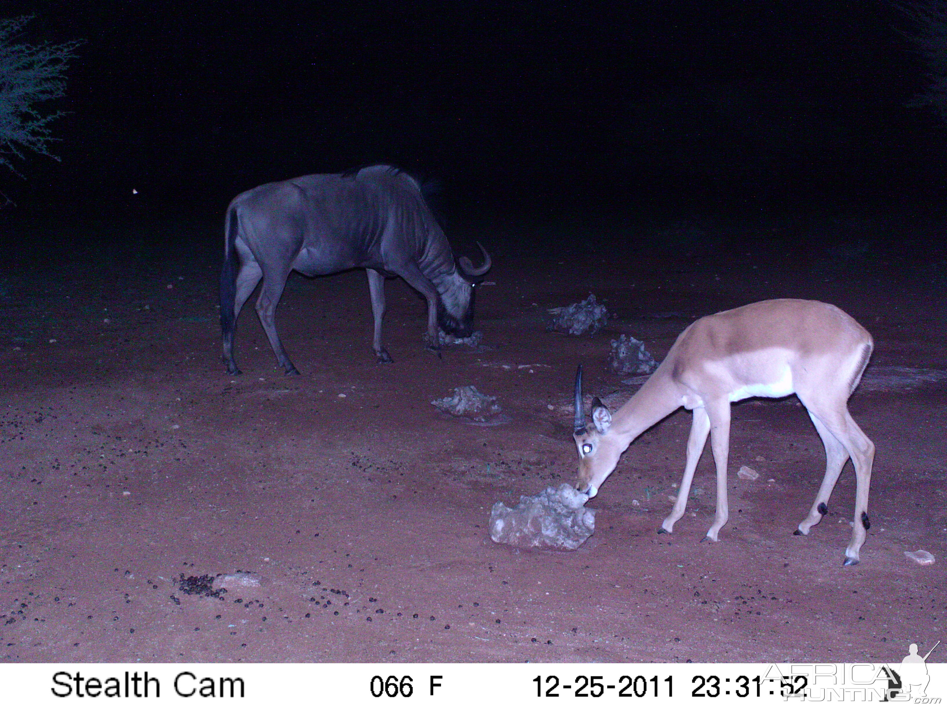 Trail Camera Namibia