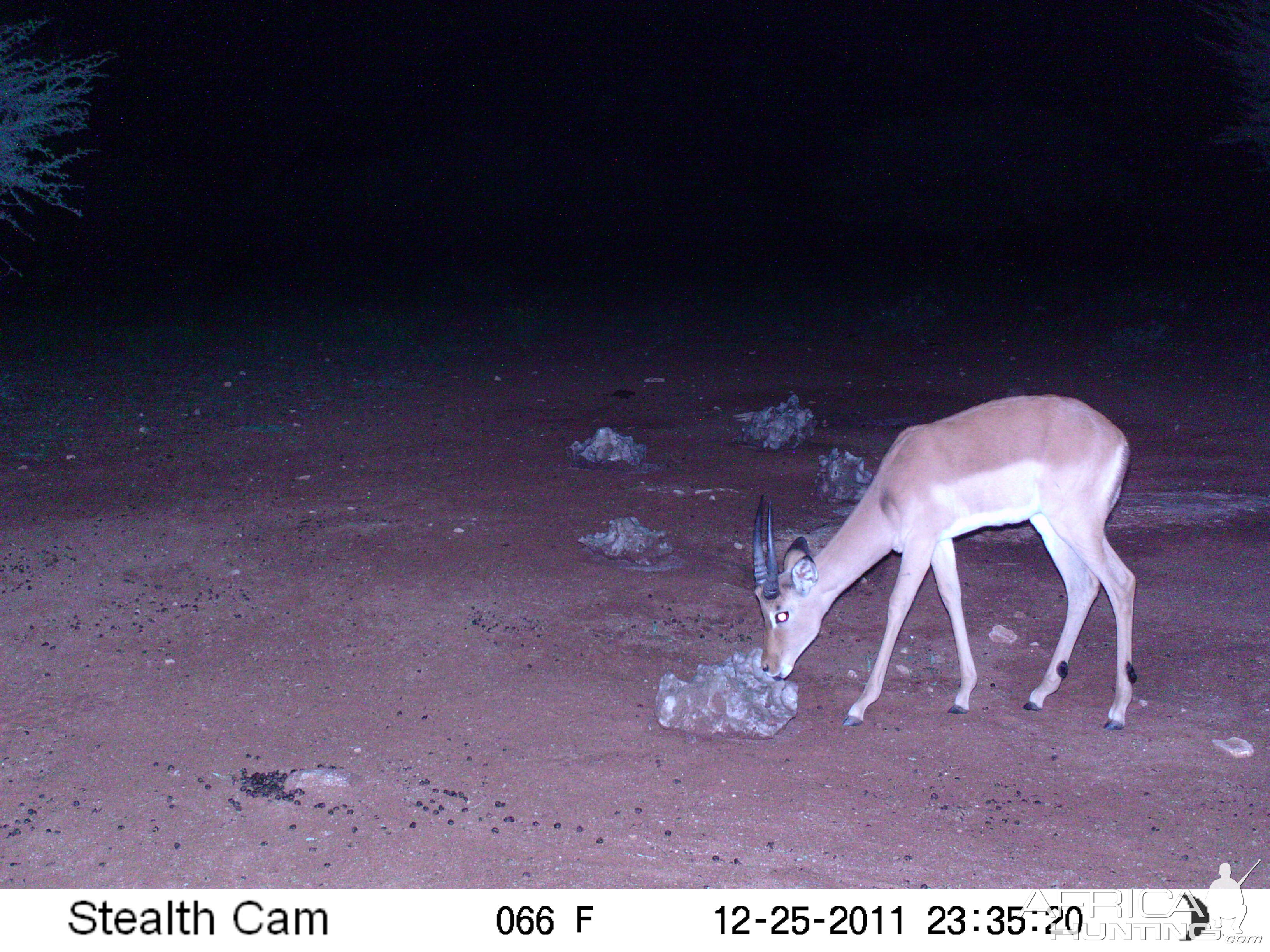 Trail Camera Namibia