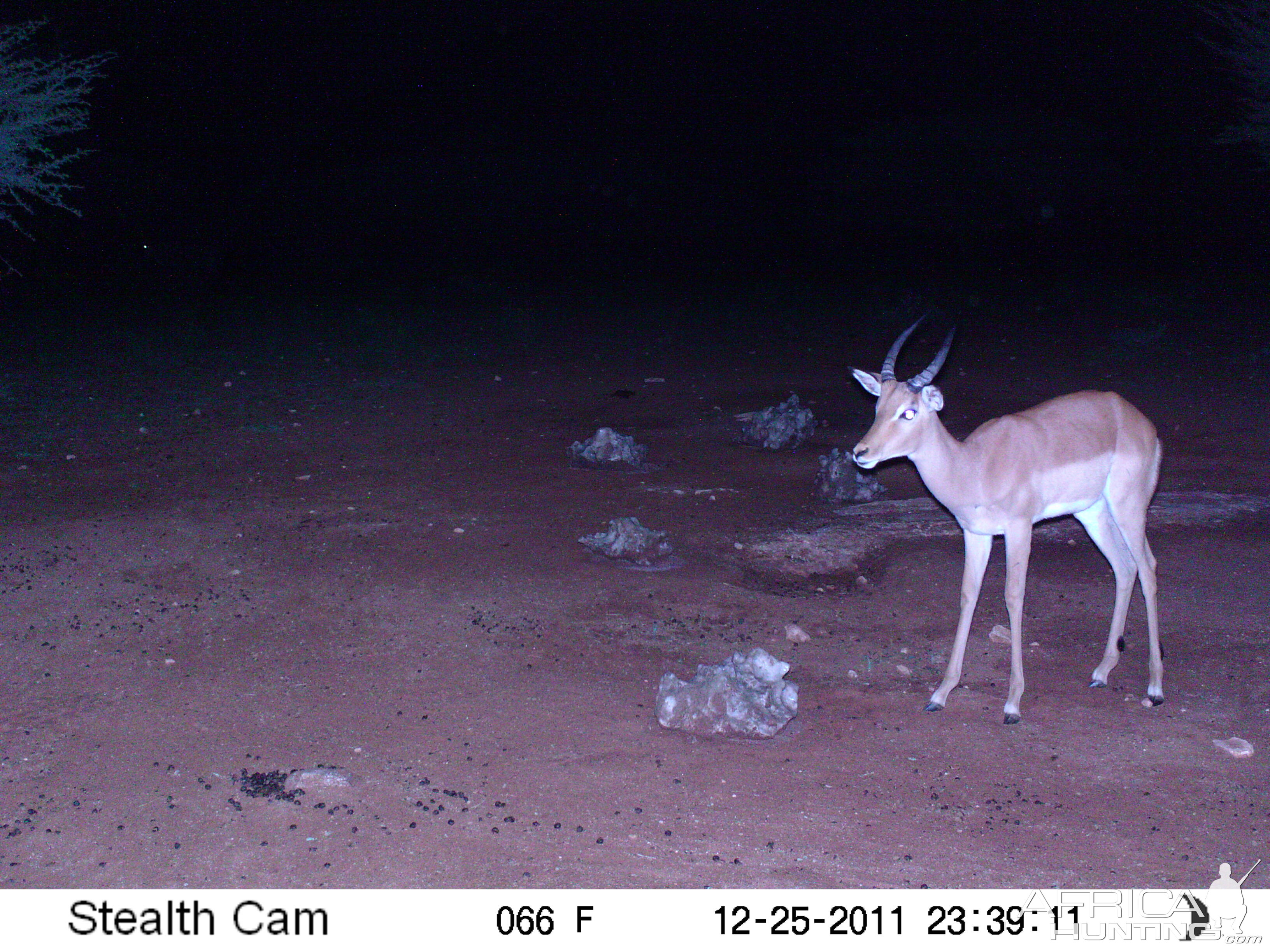 Trail Camera Namibia