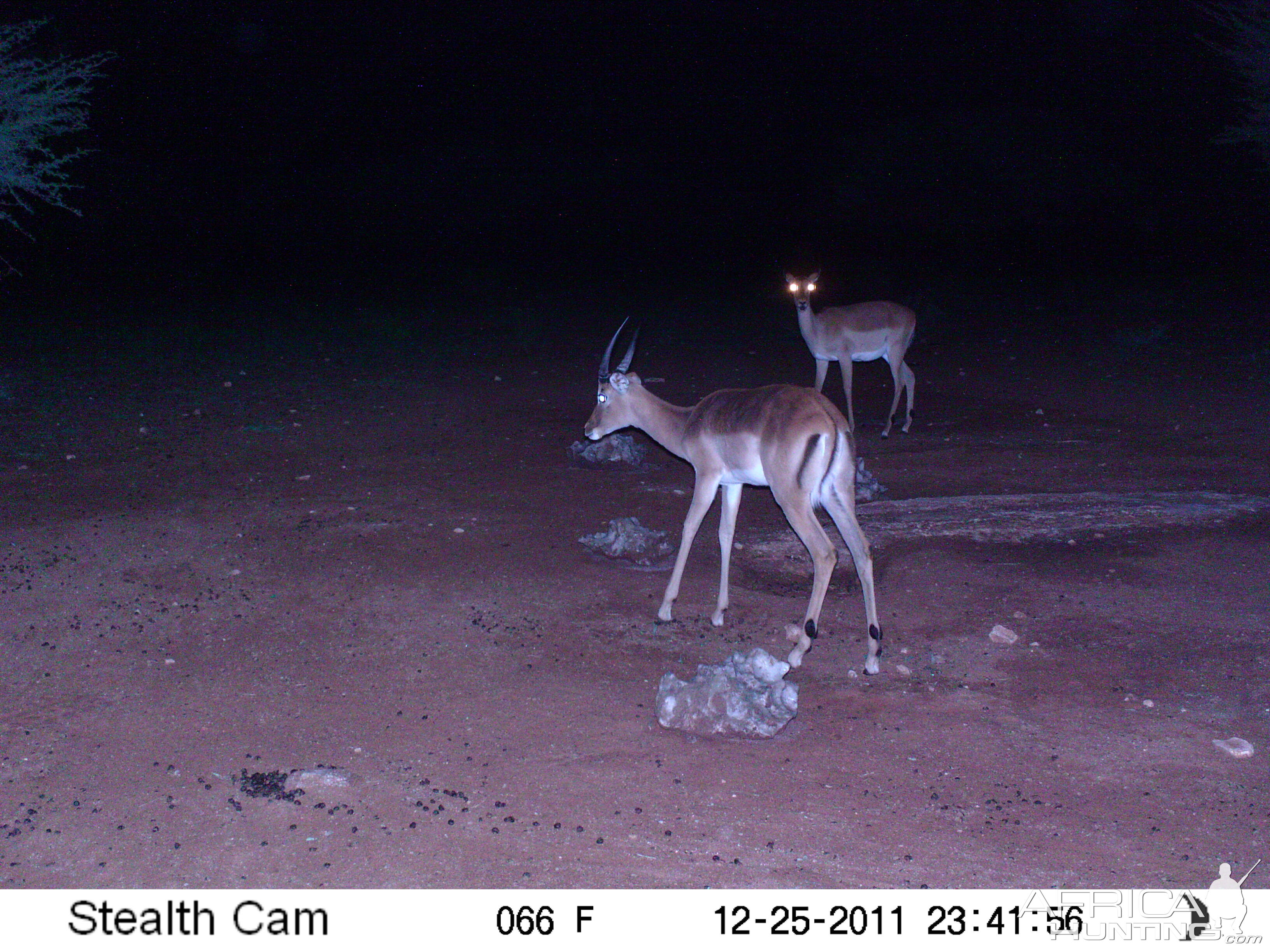 Trail Camera Namibia