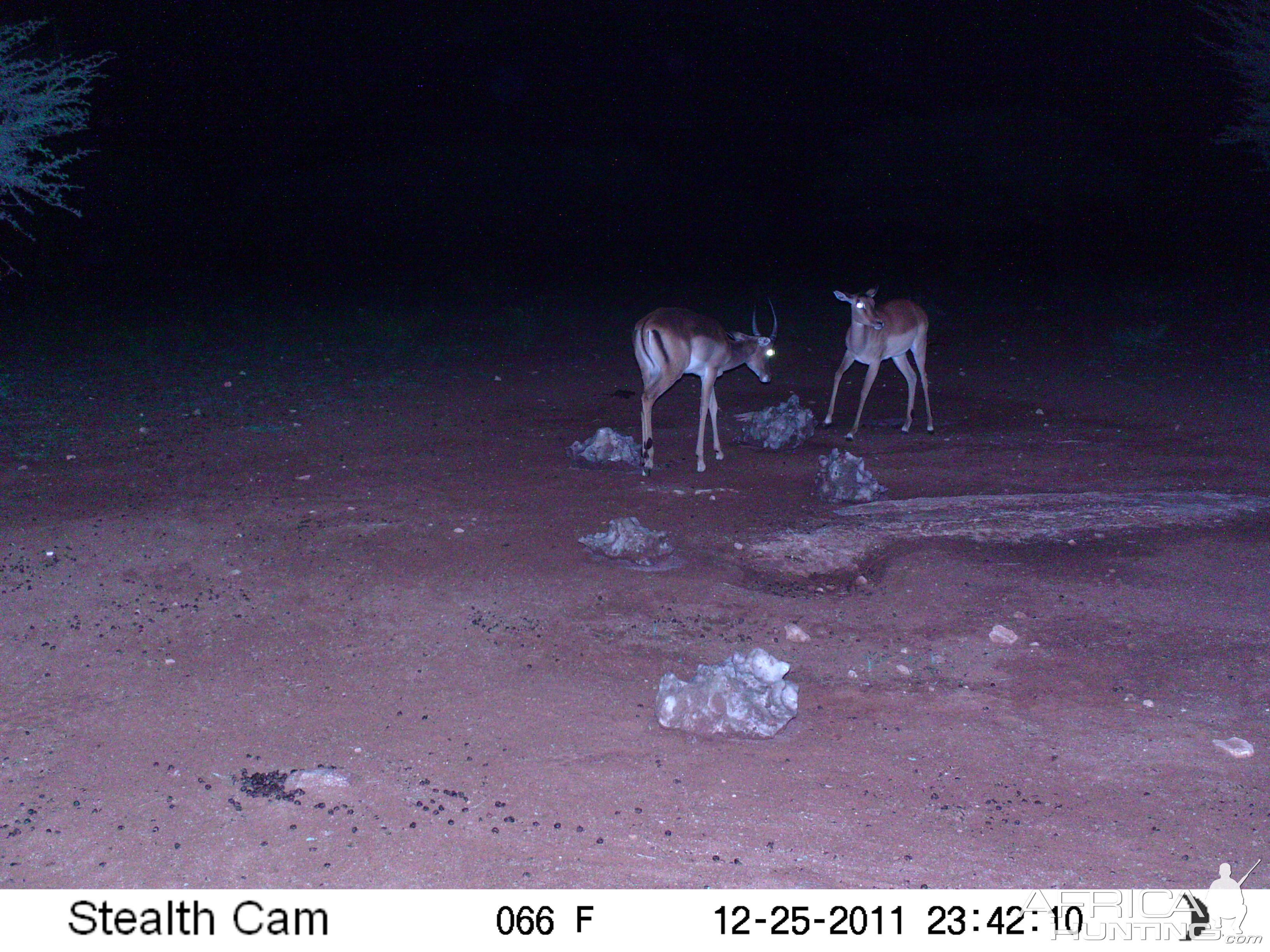 Trail Camera Namibia