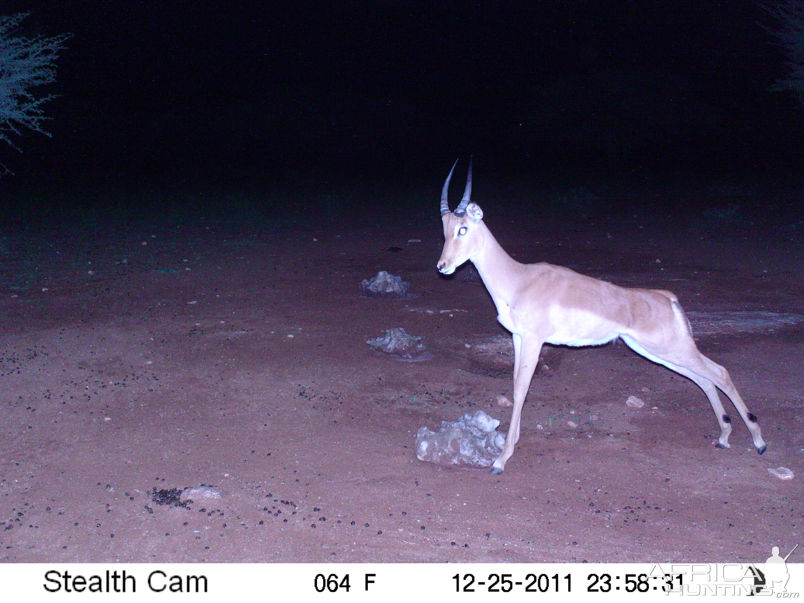 Trail Camera Namibia