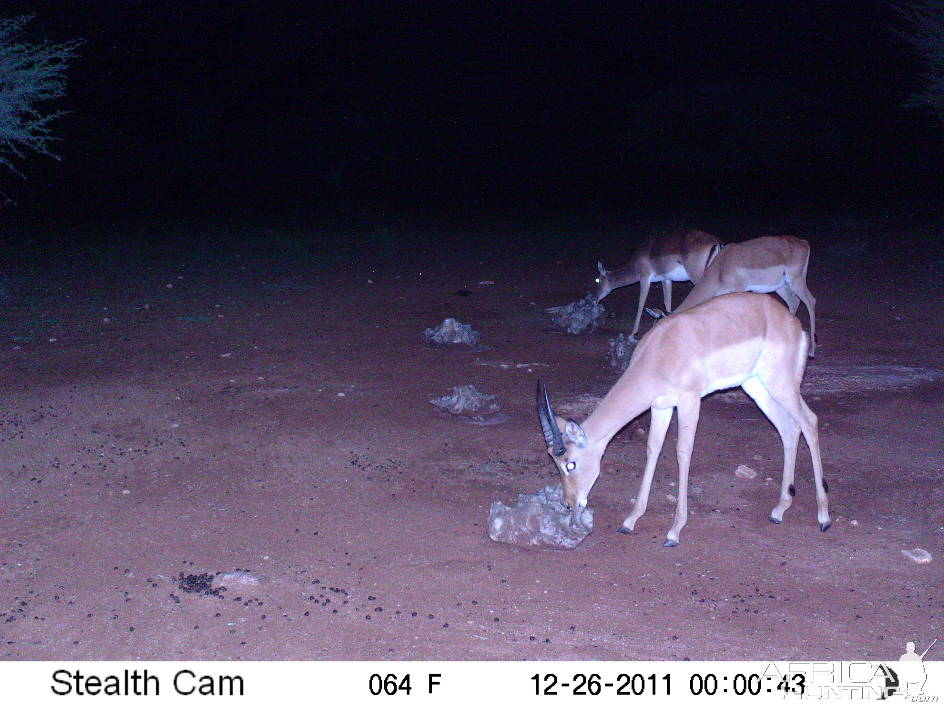 Trail Camera Namibia