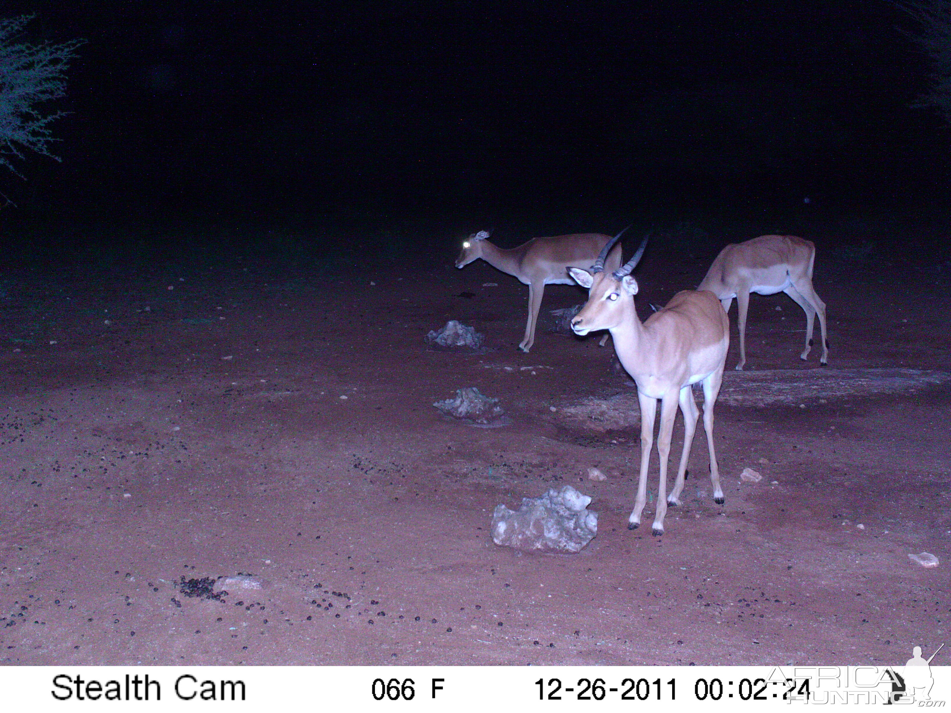 Trail Camera Namibia