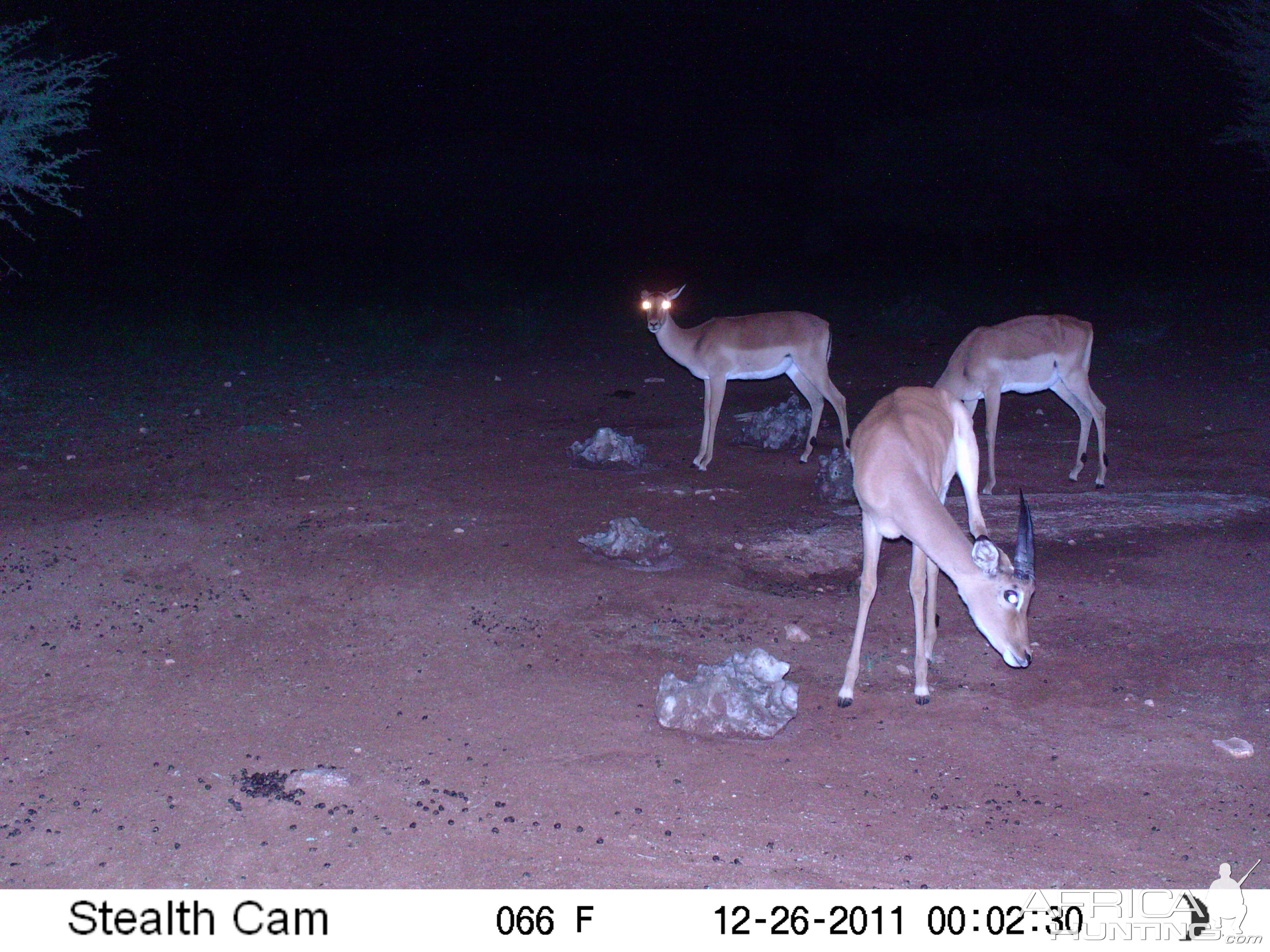 Trail Camera Namibia