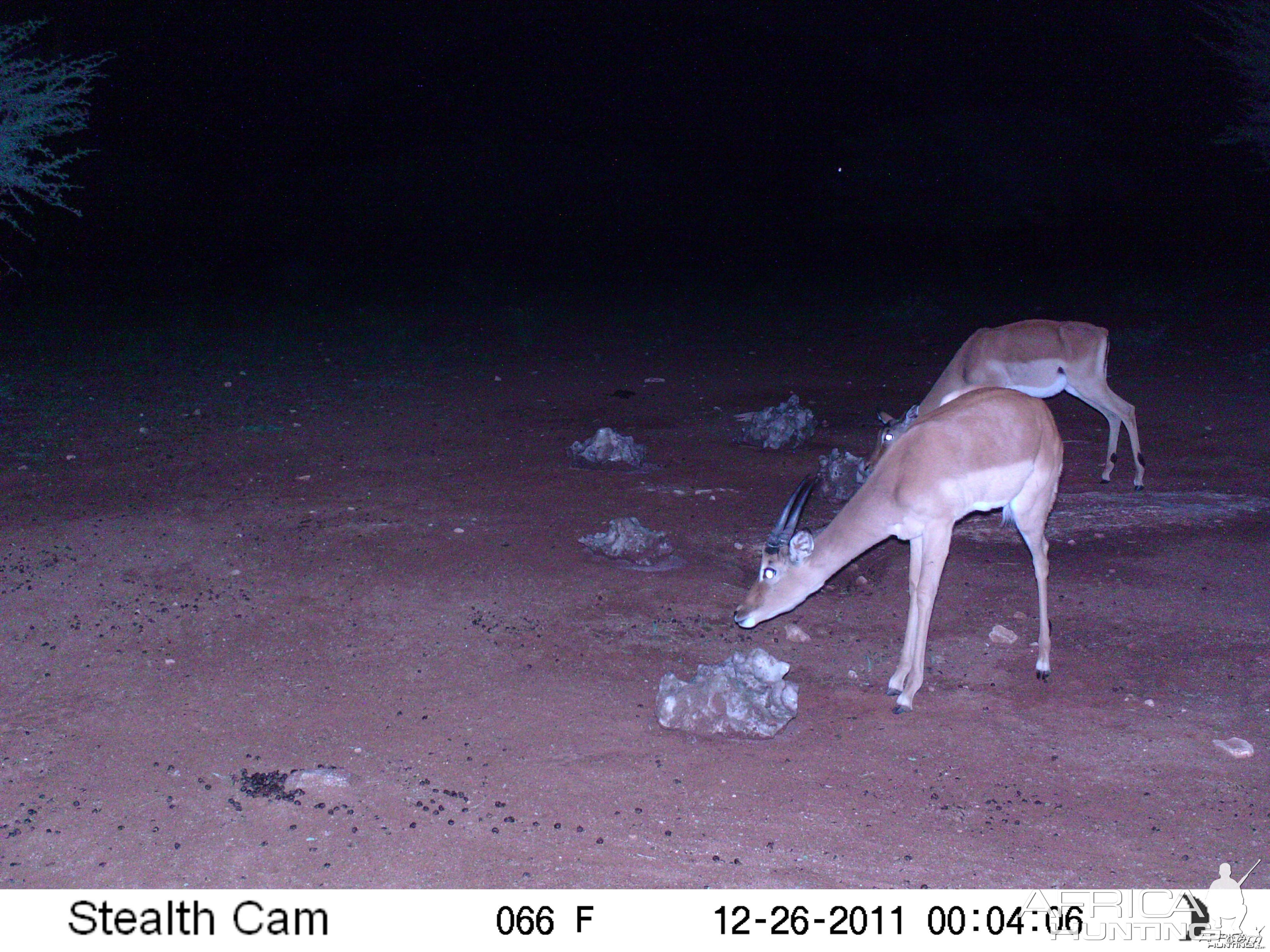 Trail Camera Namibia