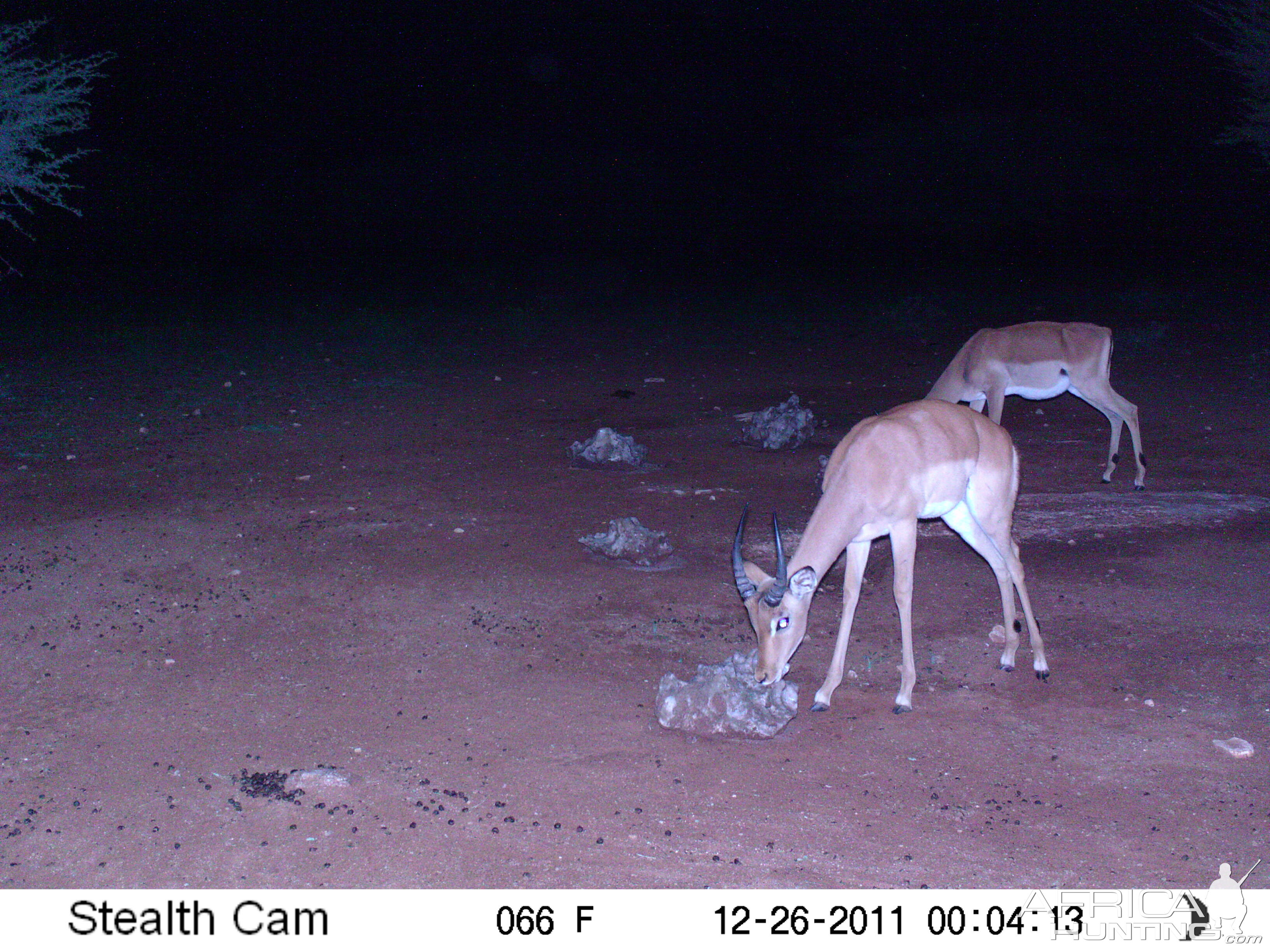 Trail Camera Namibia