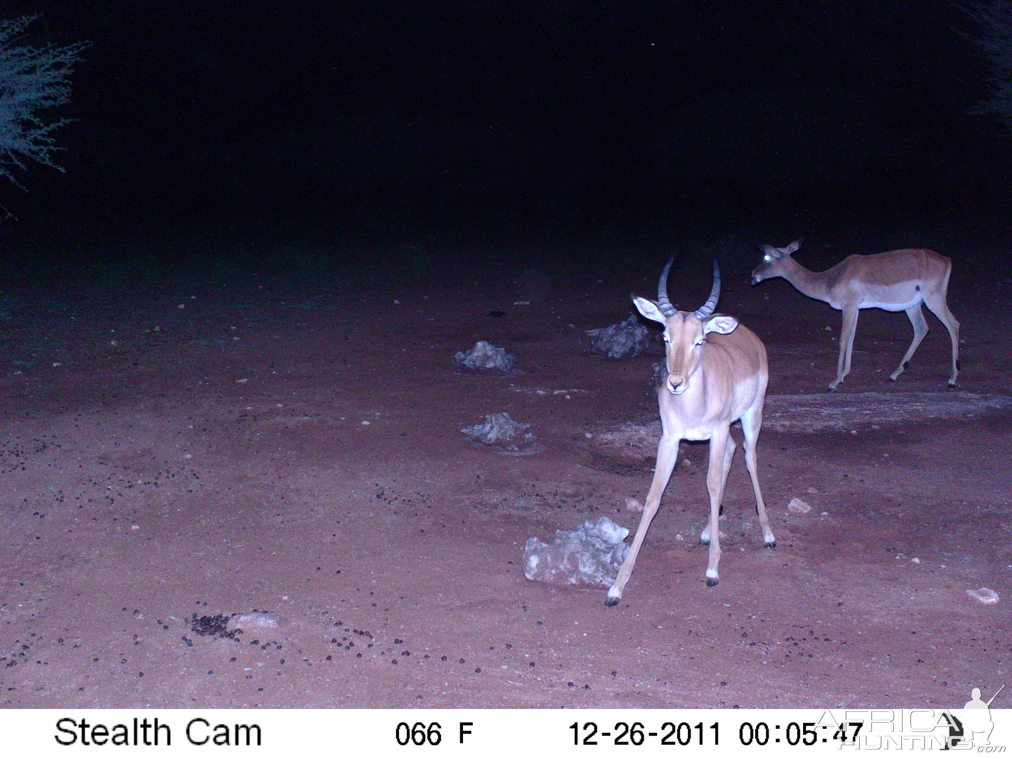 Trail Camera Namibia