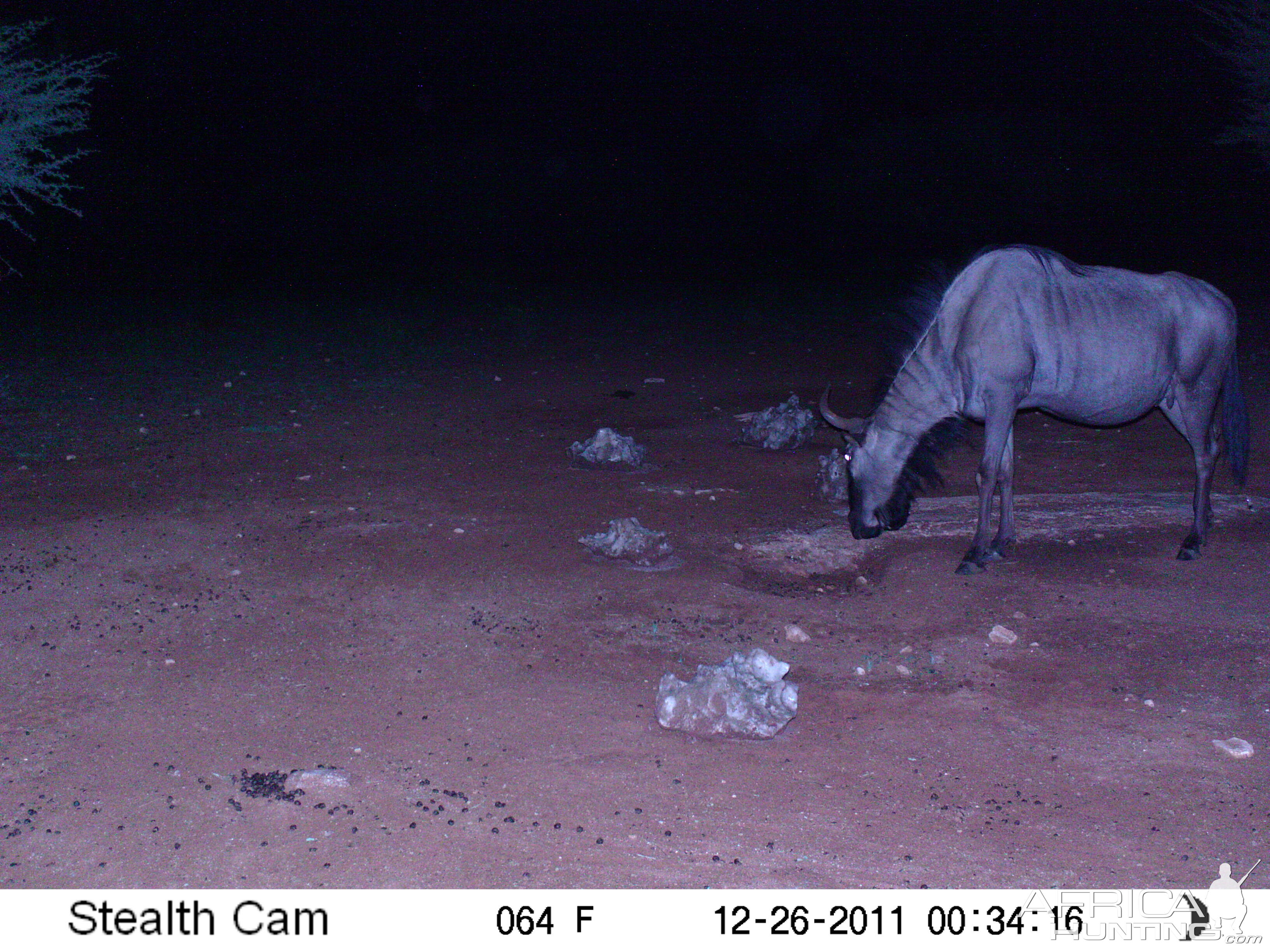 Trail Camera Namibia