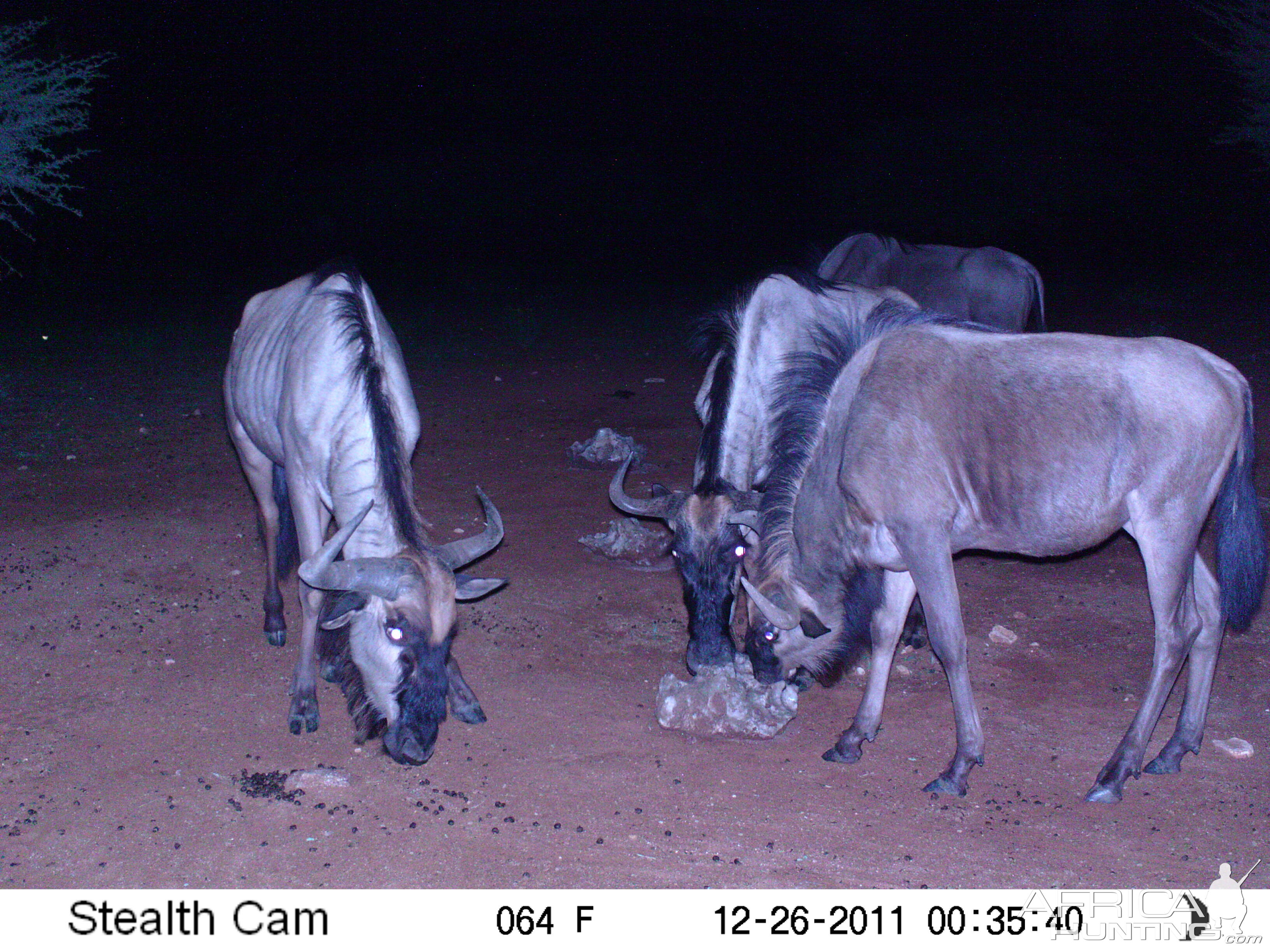 Trail Camera Namibia