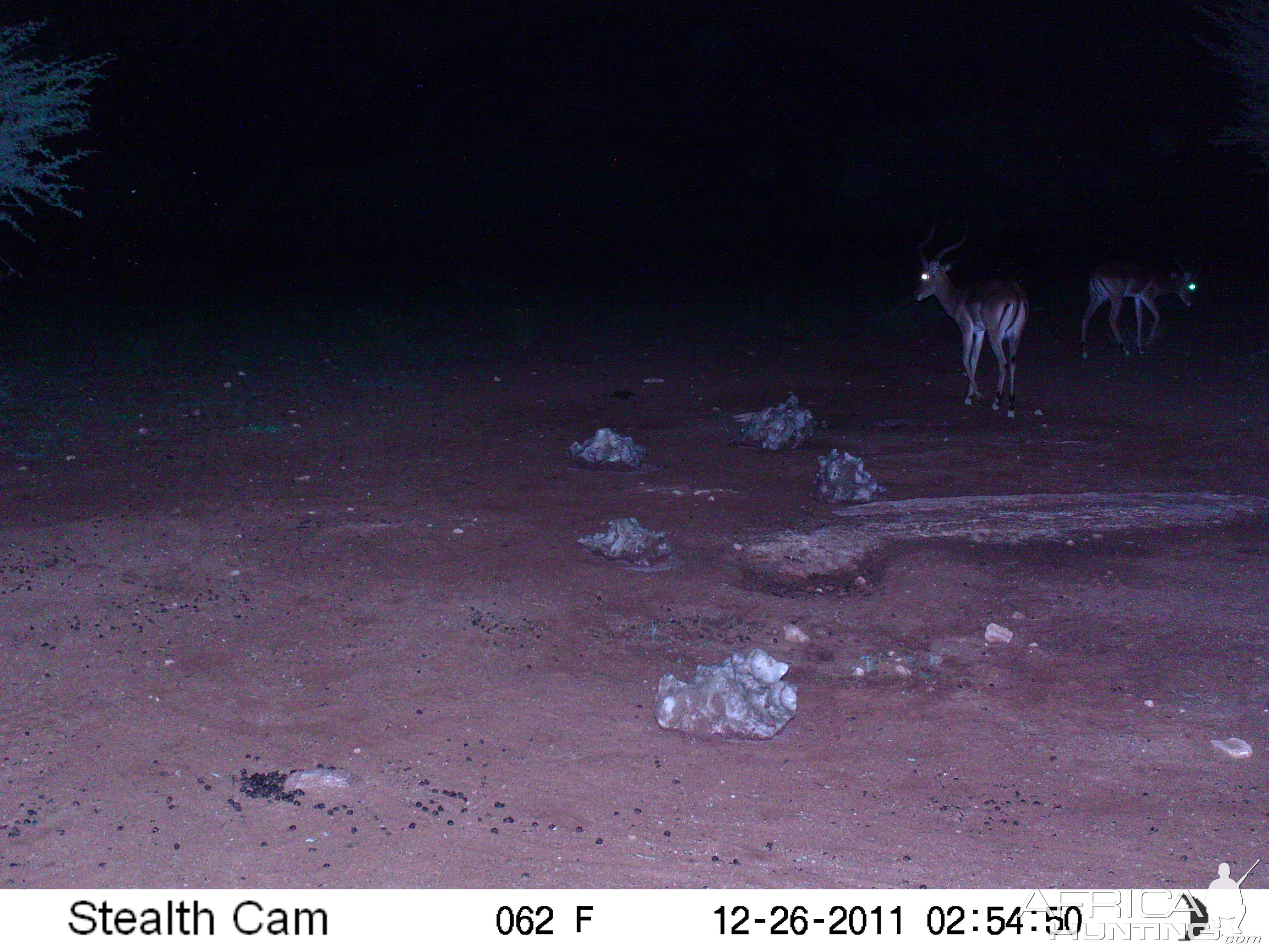 Trail Camera Namibia