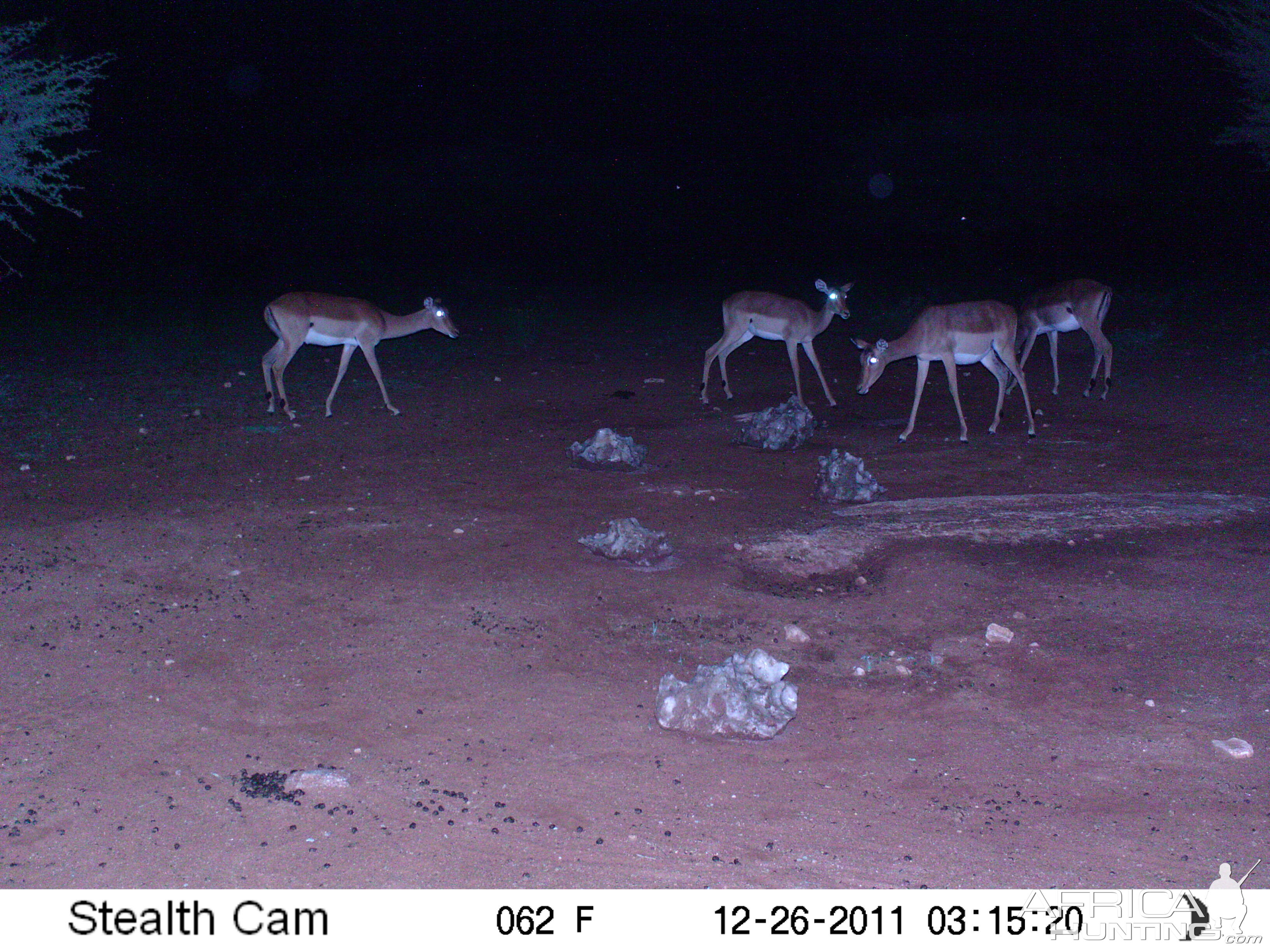 Trail Camera Namibia