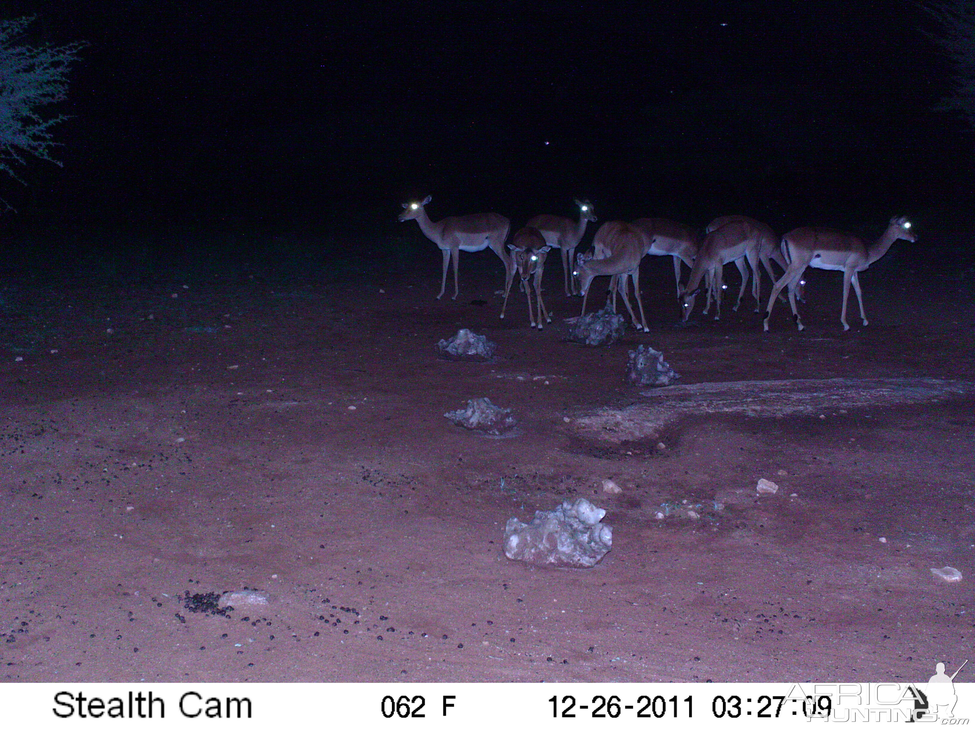 Trail Camera Namibia