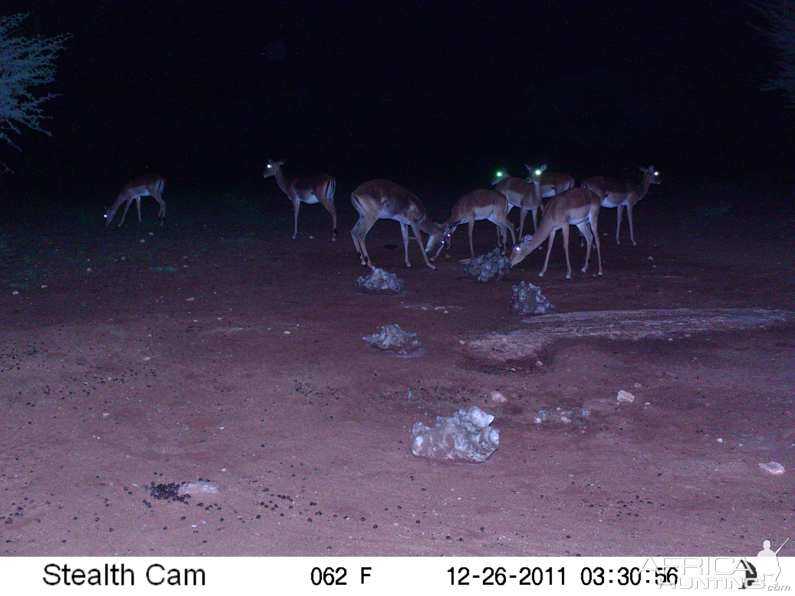 Trail Camera Namibia