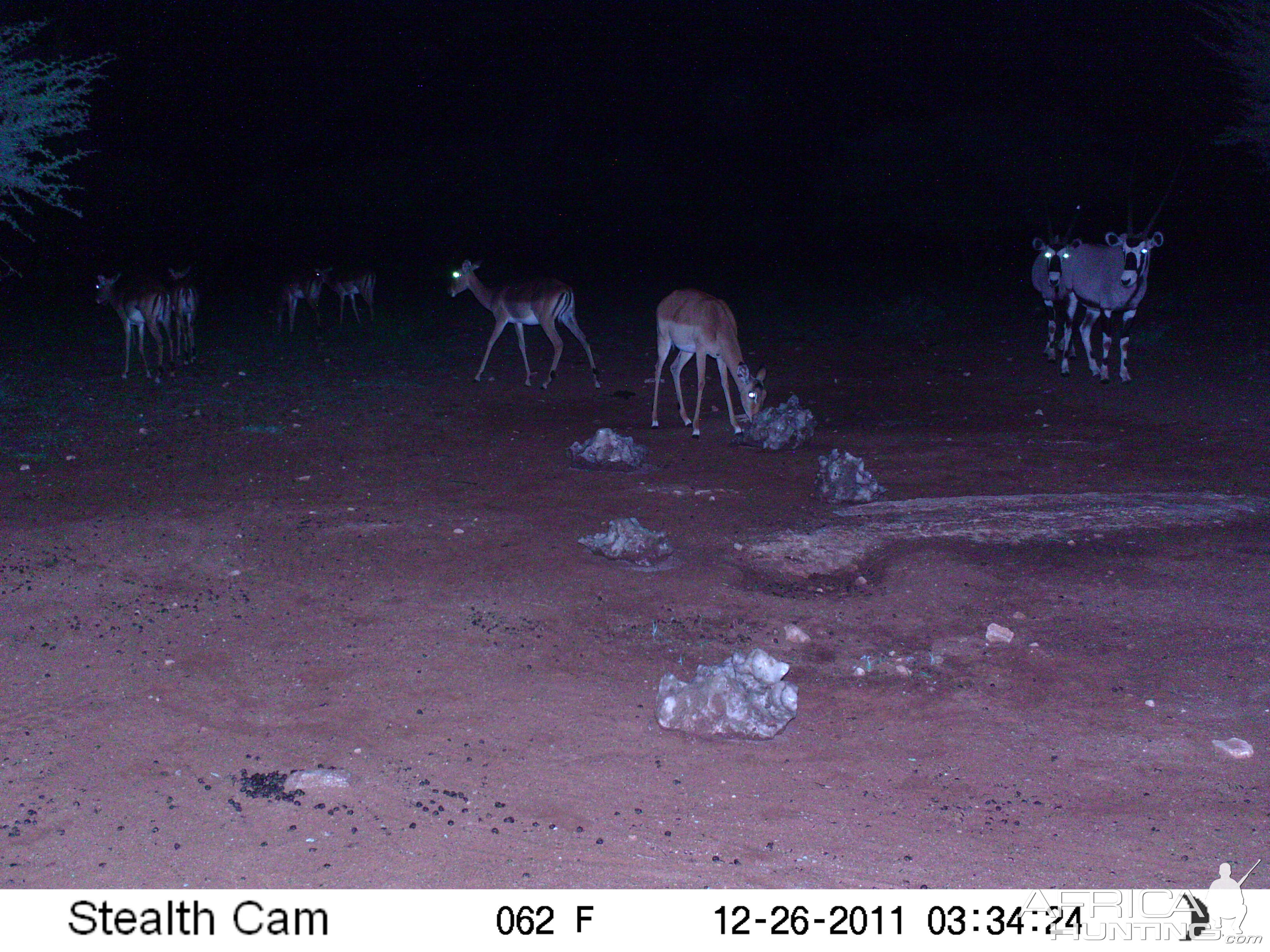 Trail Camera Namibia