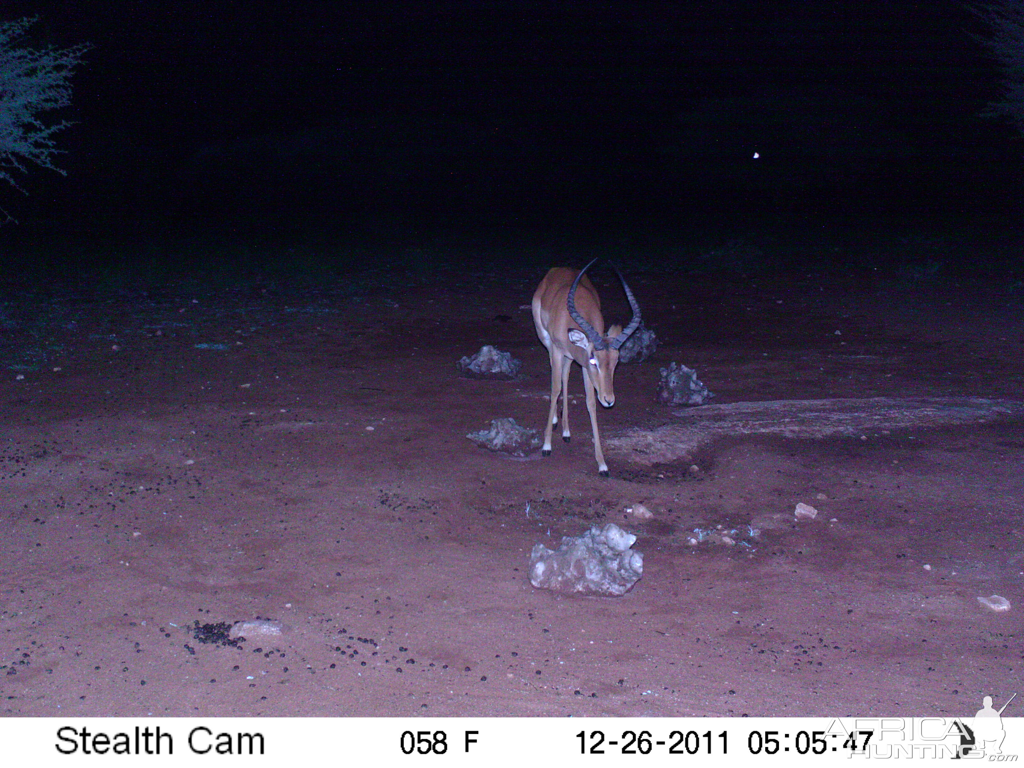 Trail Camera Namibia