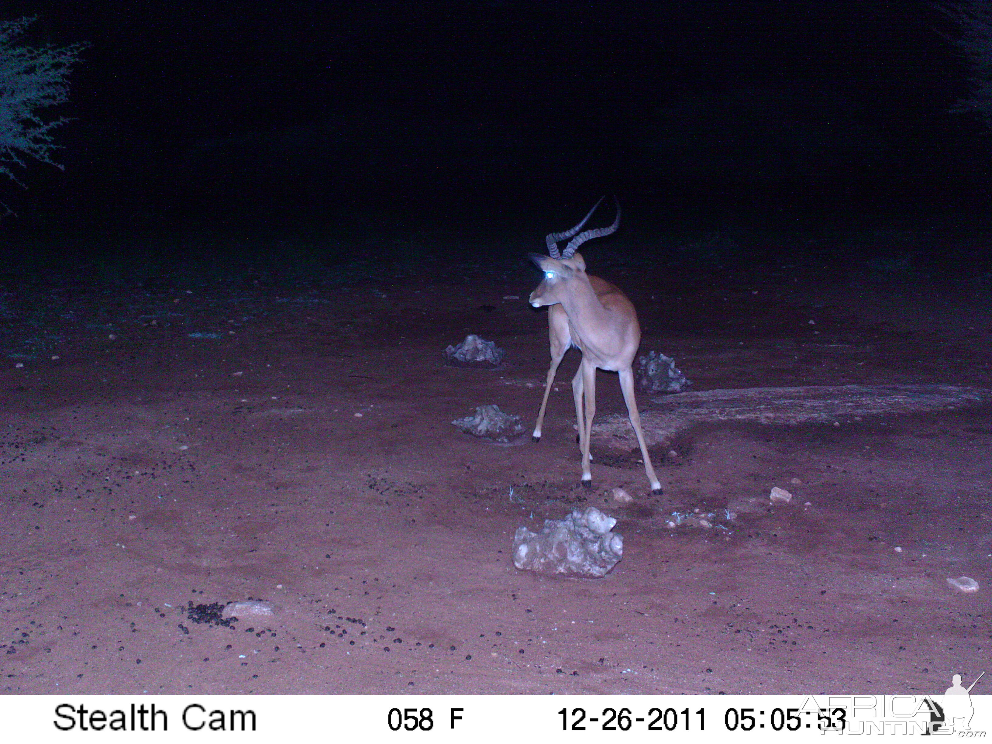 Trail Camera Namibia