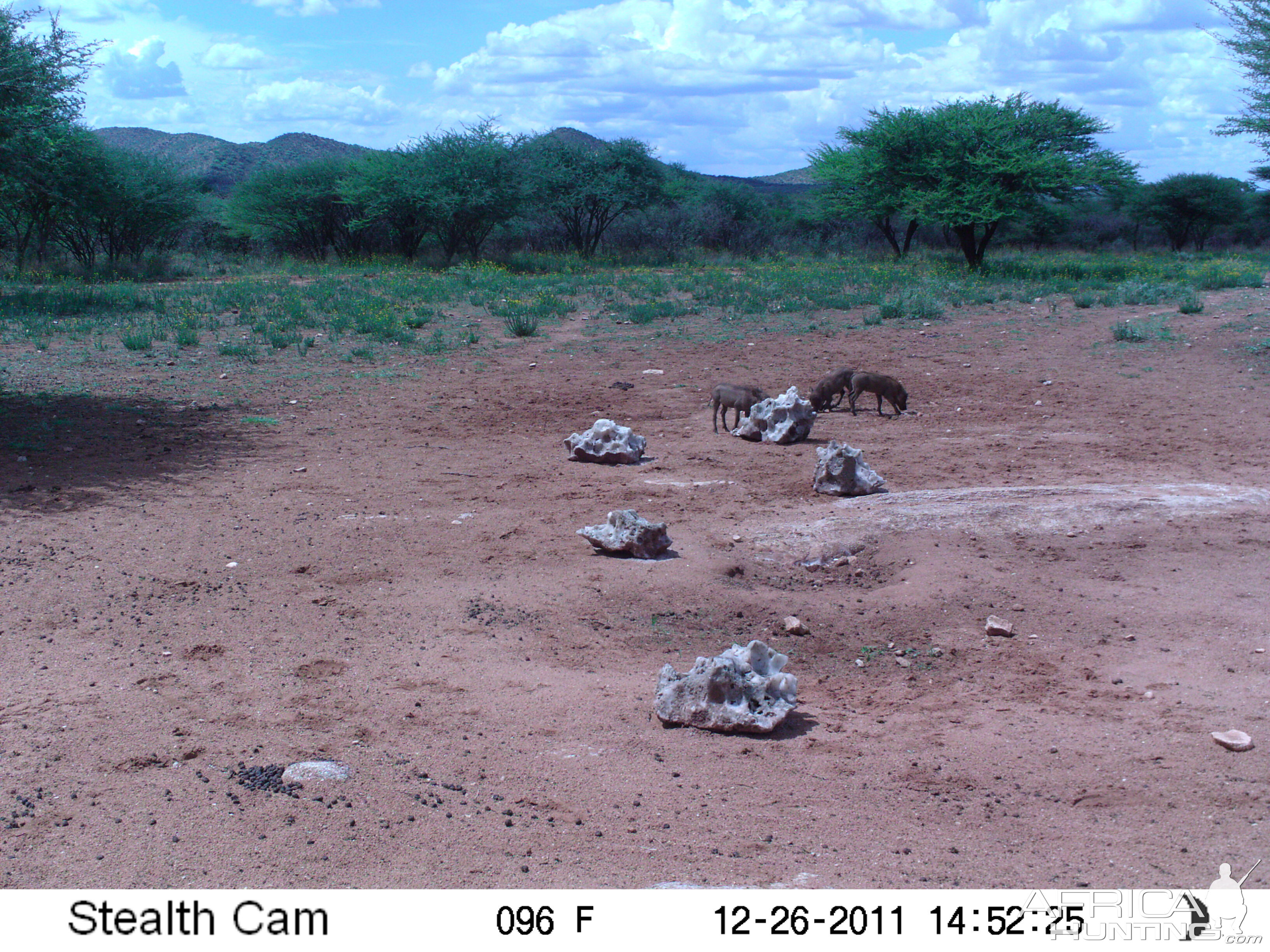 Trail Camera Namibia