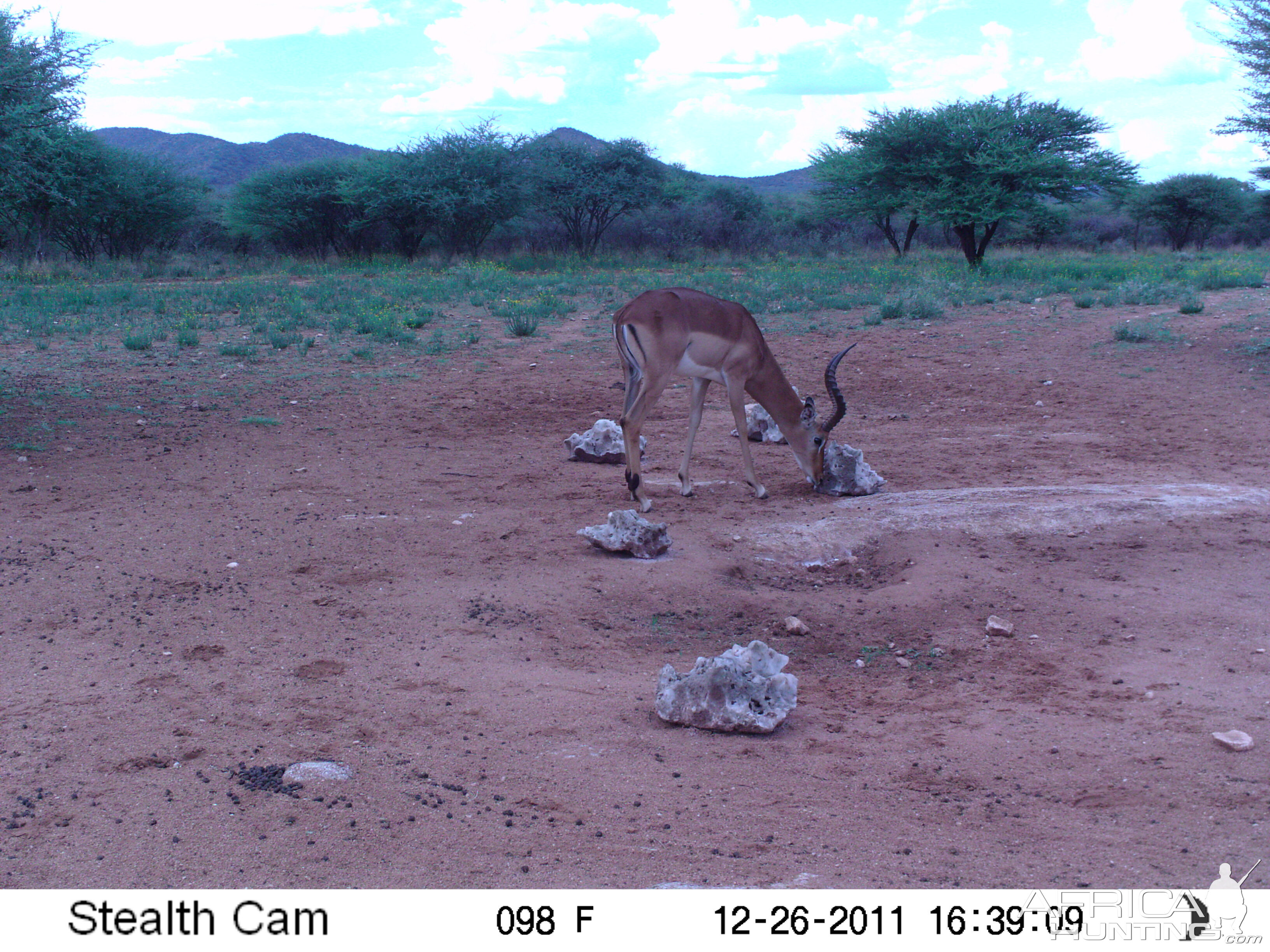 Trail Camera Namibia