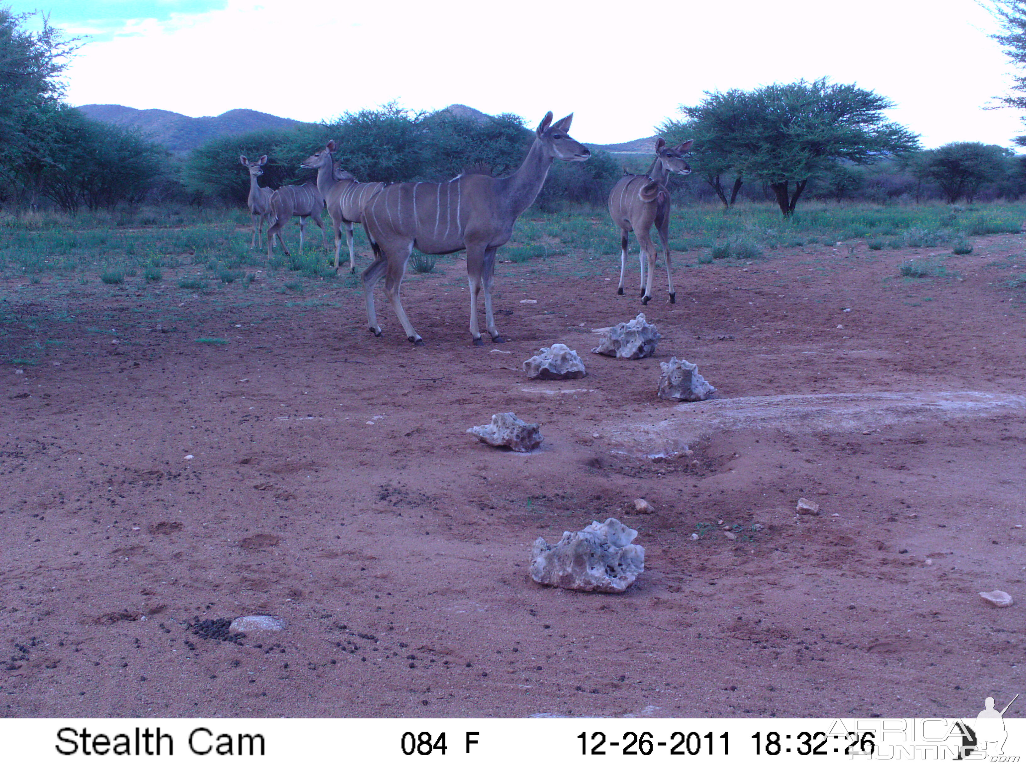 Trail Camera Namibia