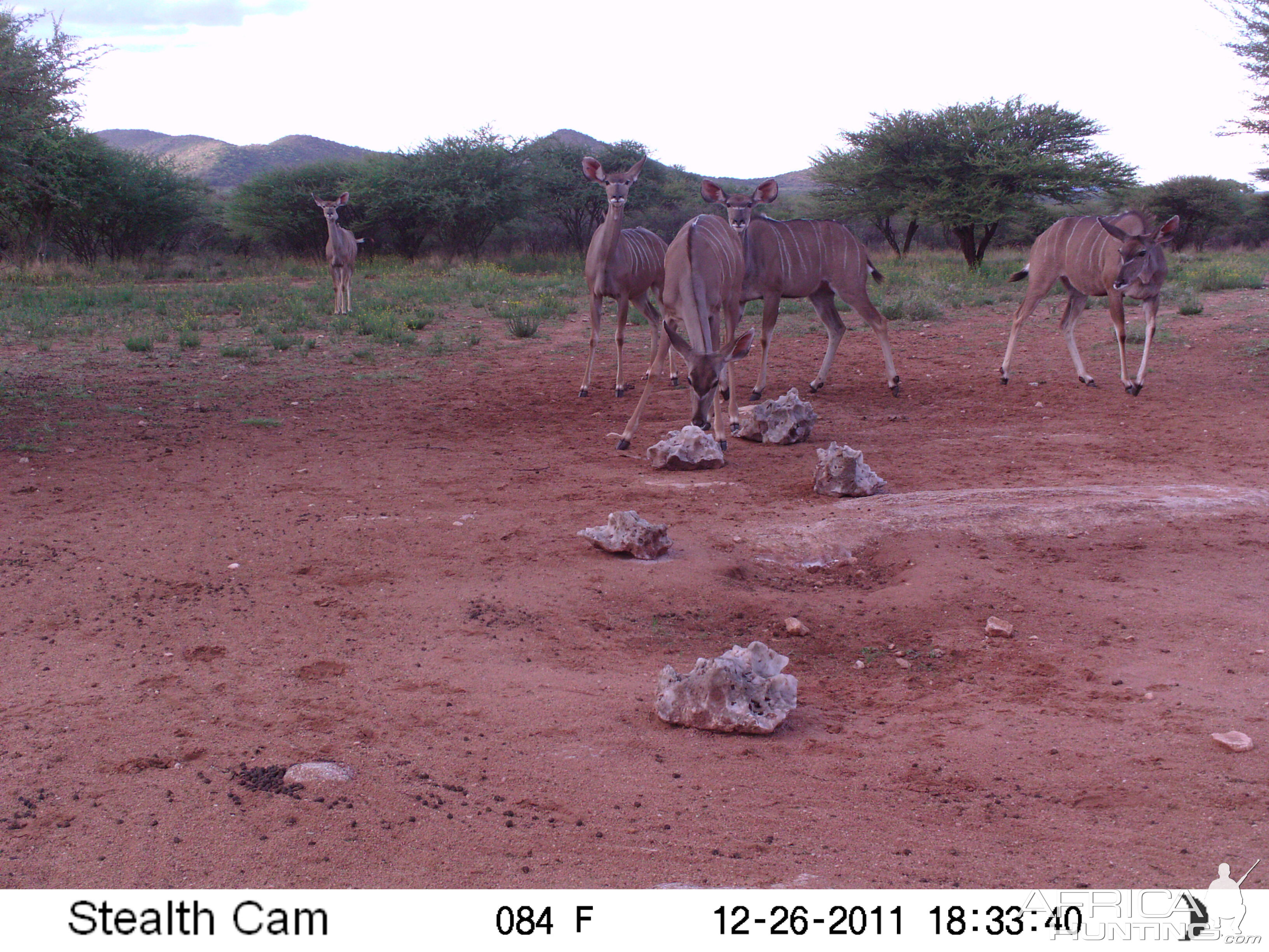 Trail Camera Namibia