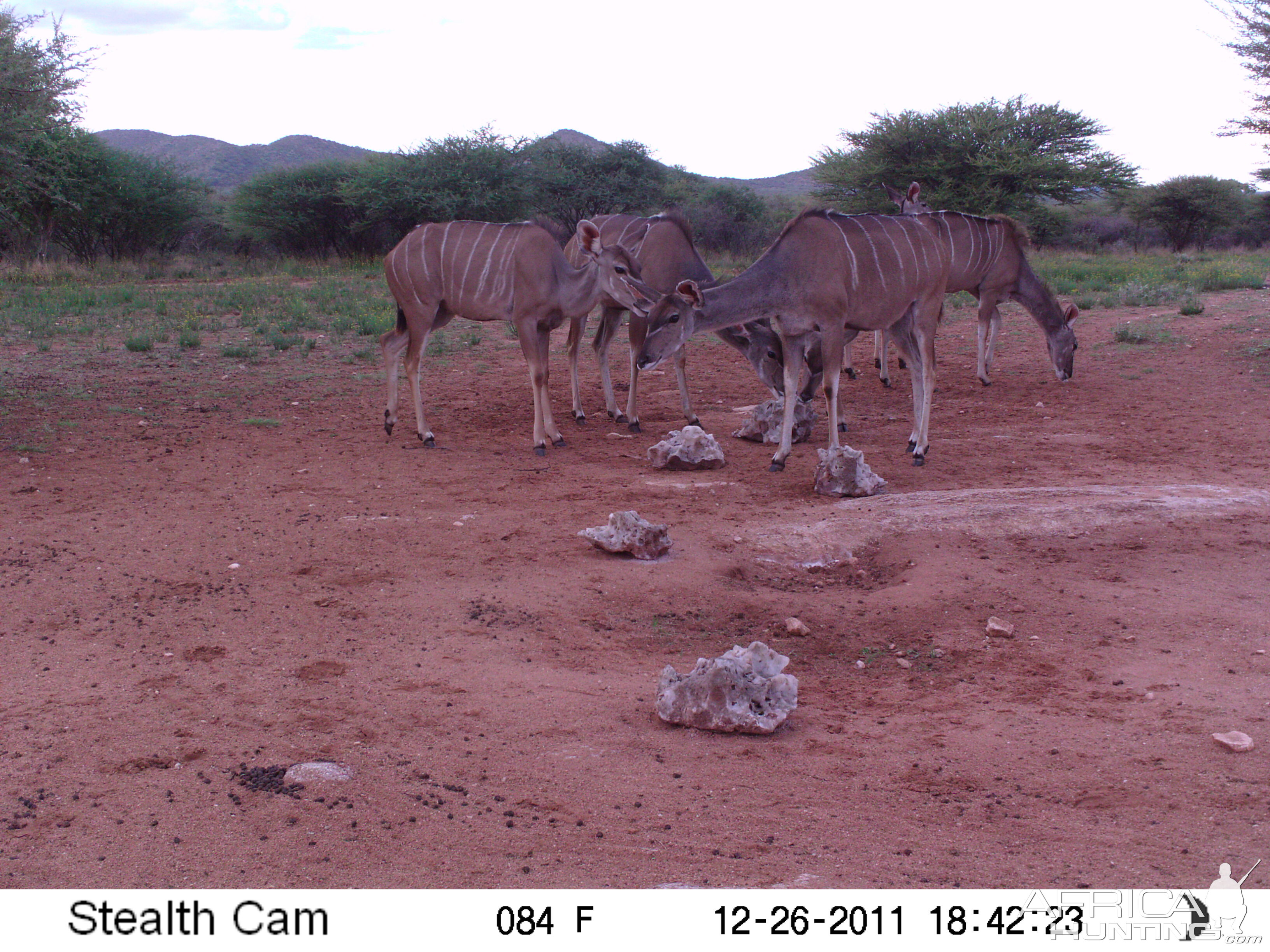 Trail Camera Namibia