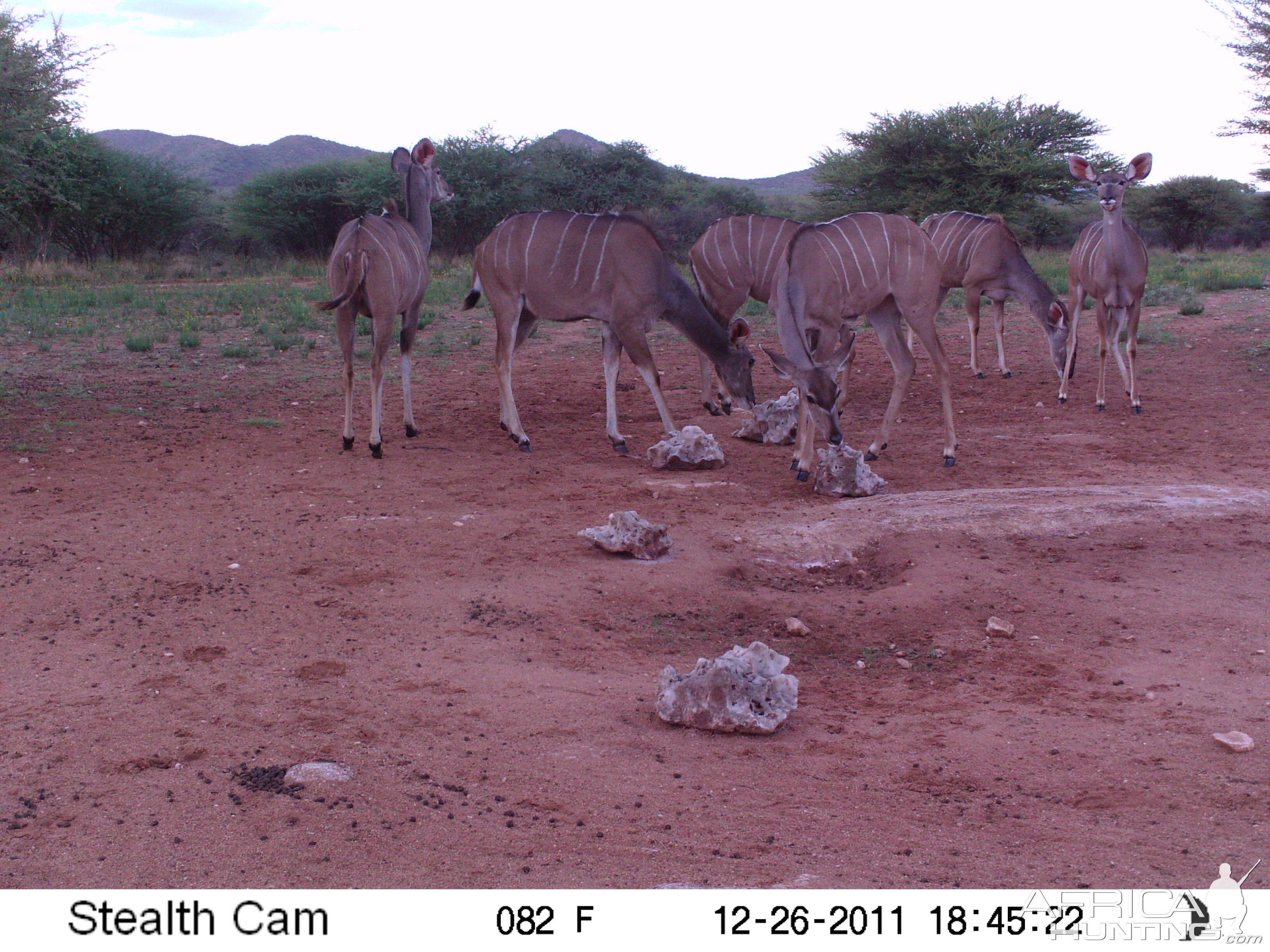 Trail Camera Namibia