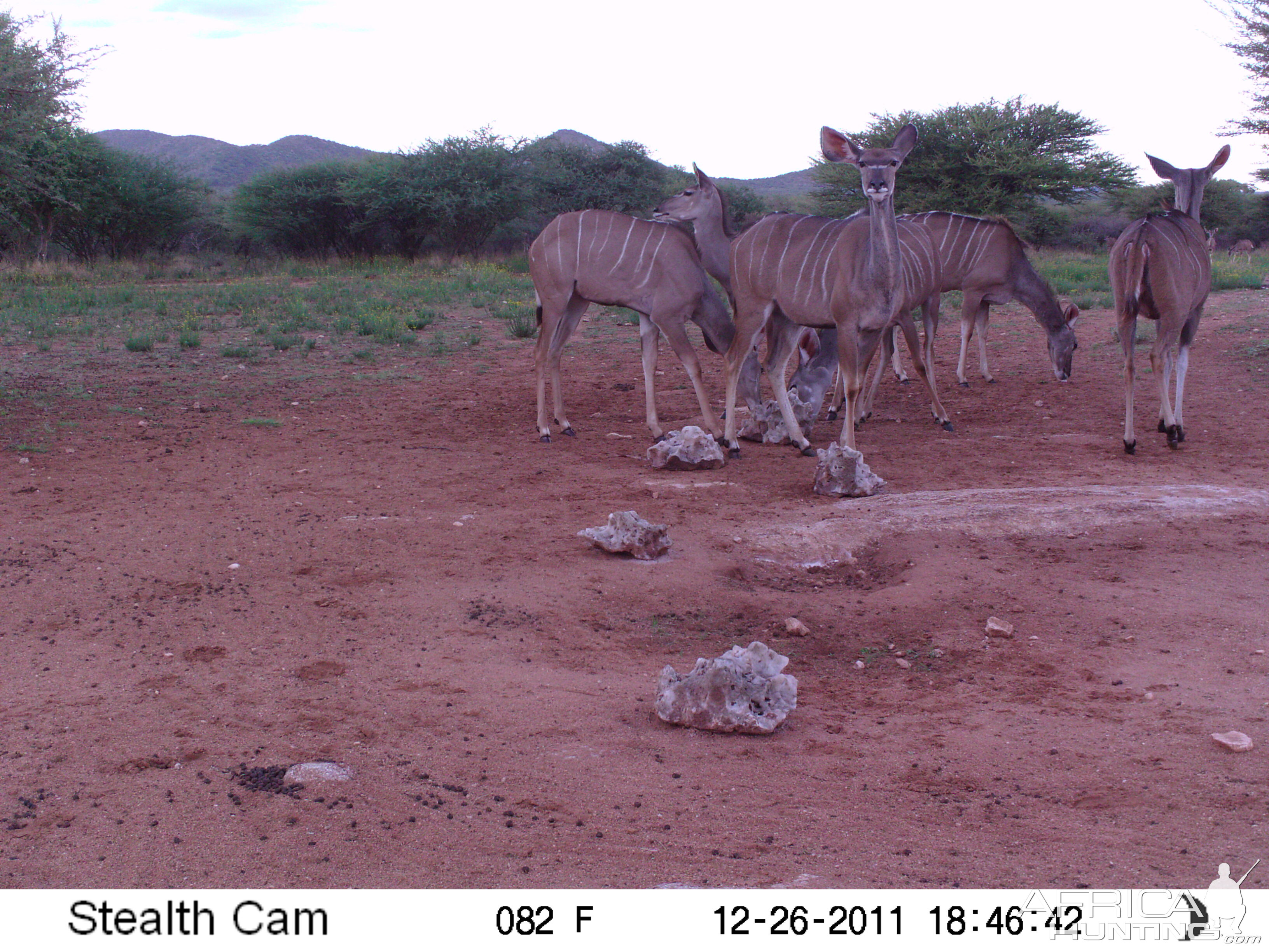 Trail Camera Namibia