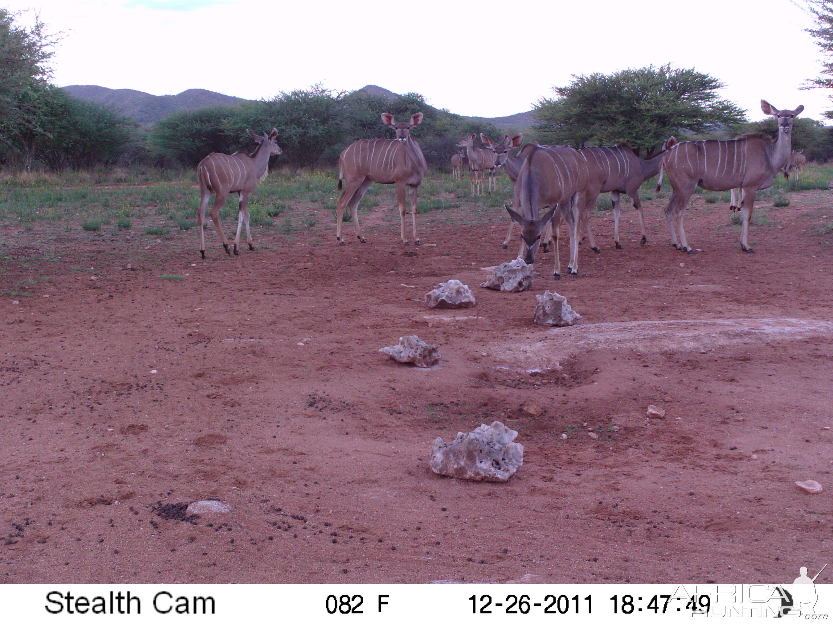 Trail Camera Namibia